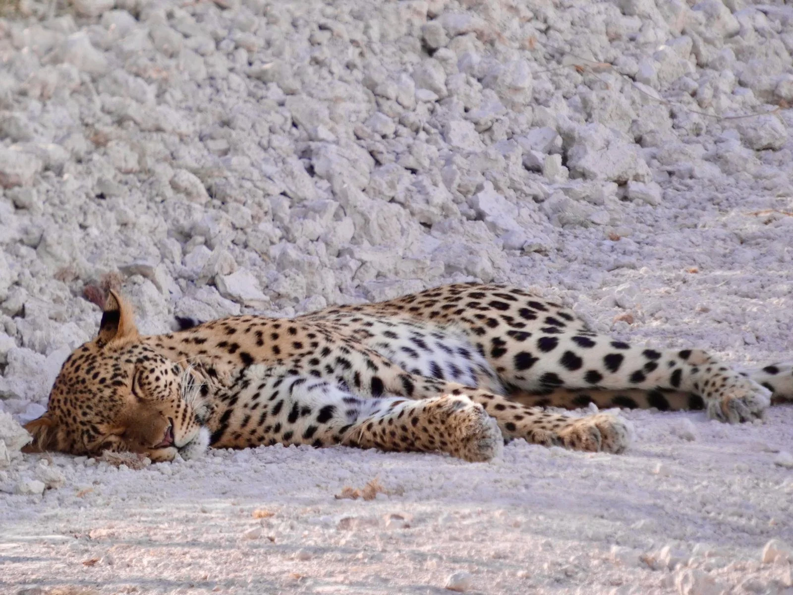 leopardess etosha 1.jpeg