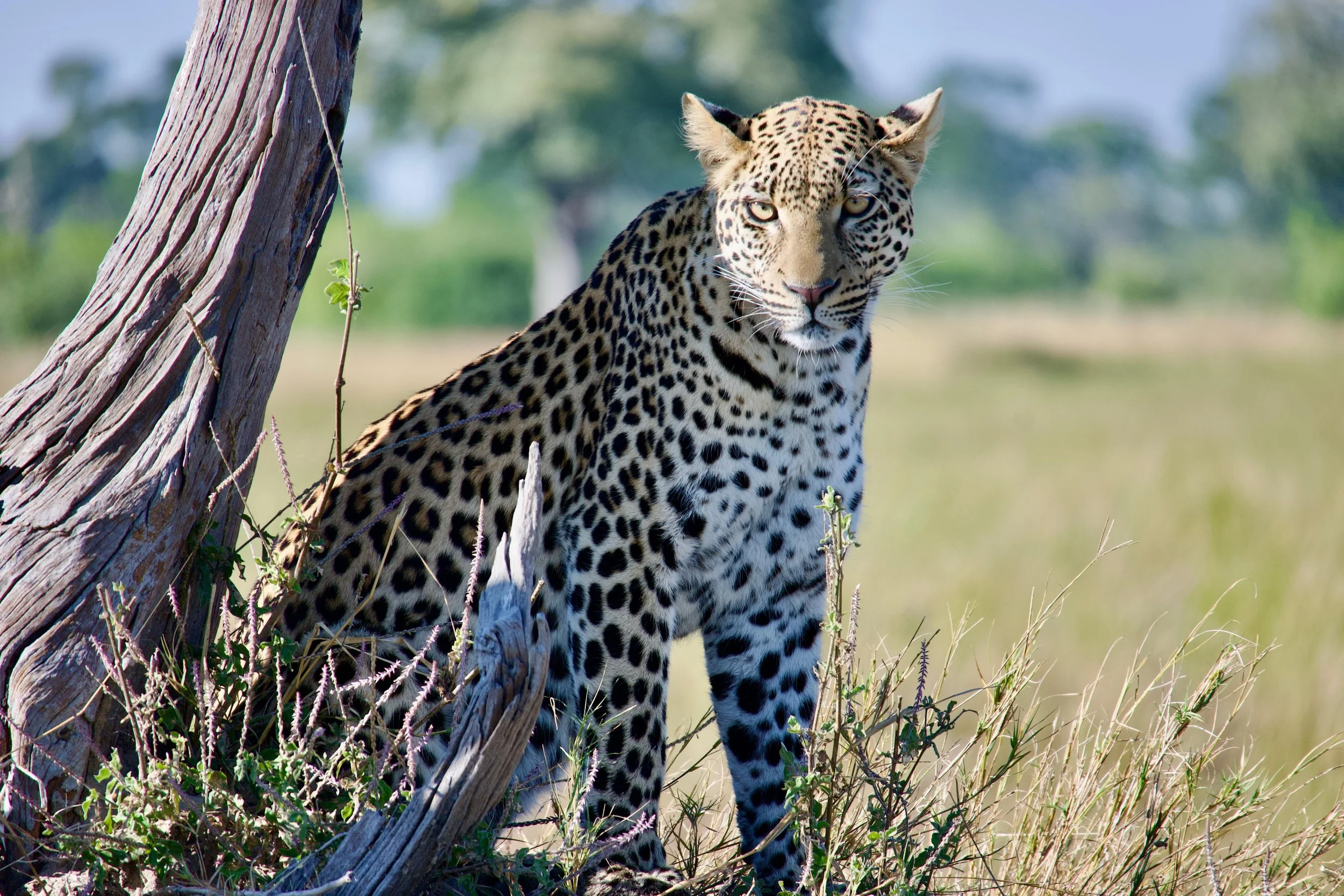 grasshopper 3.PNG.jpeg