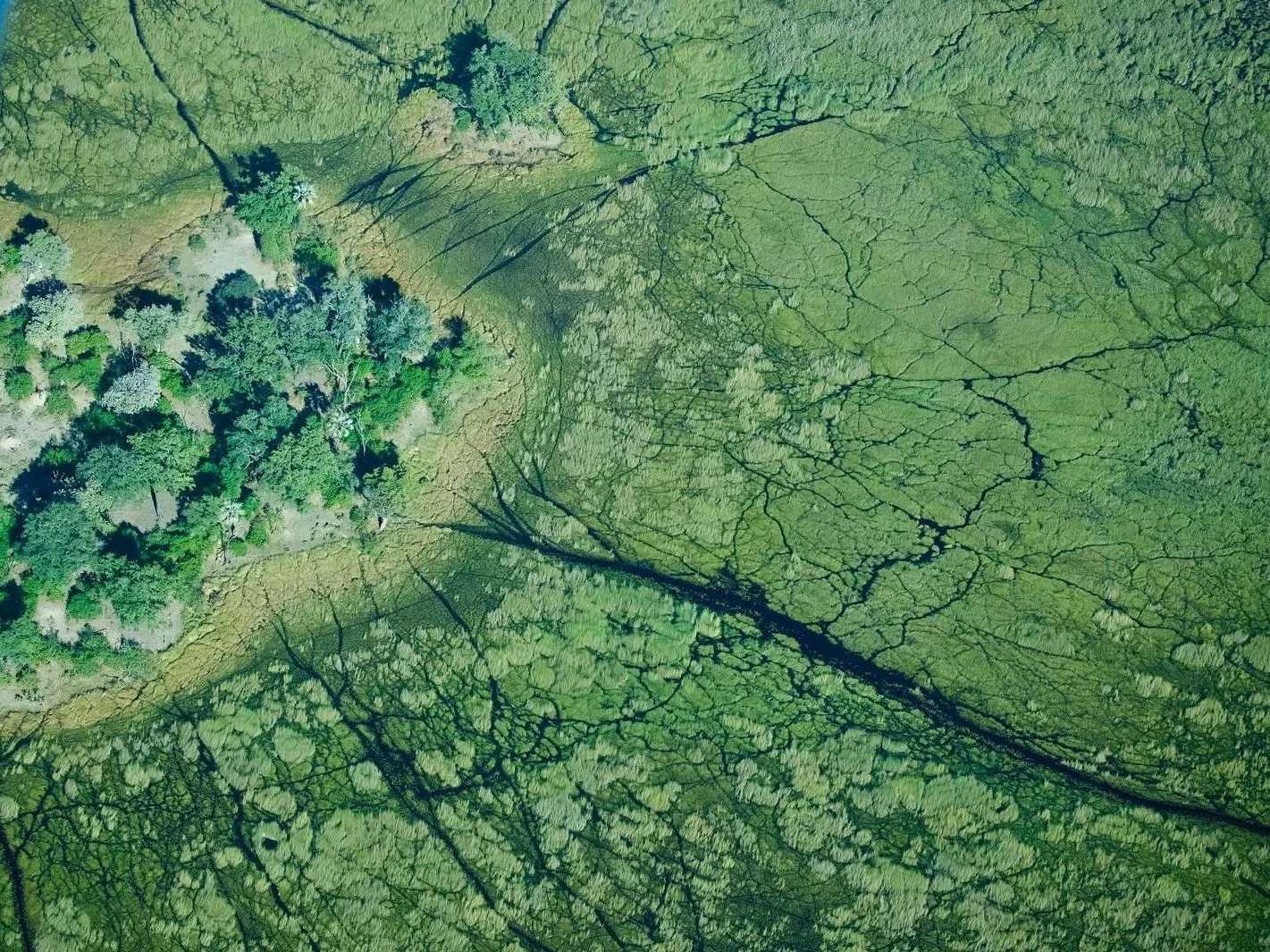 shorter  Aerial view of the Okavango Delta showing its winding channels and lush seasonal floodplains