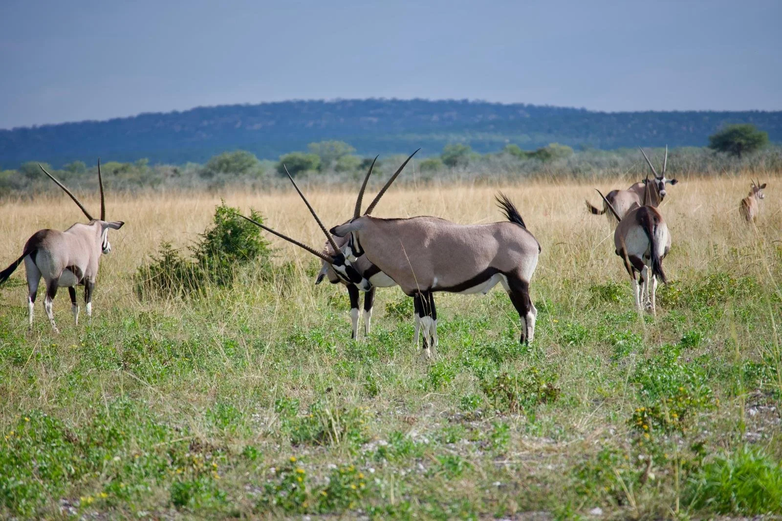 oryx etosha.jpeg