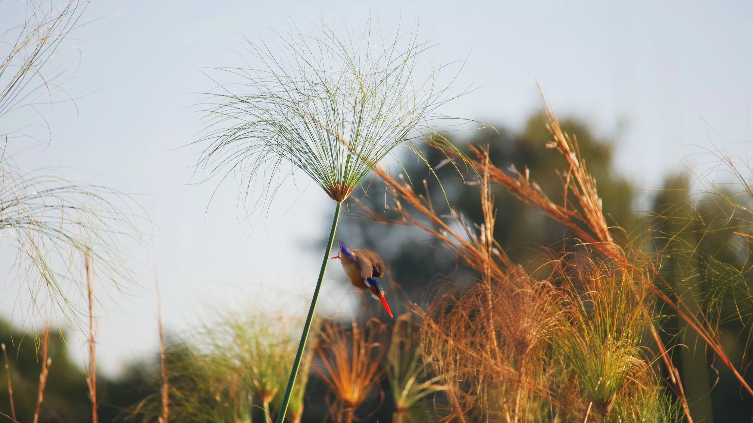 Malachite kingfisher in action hunting fish Okavango Delta