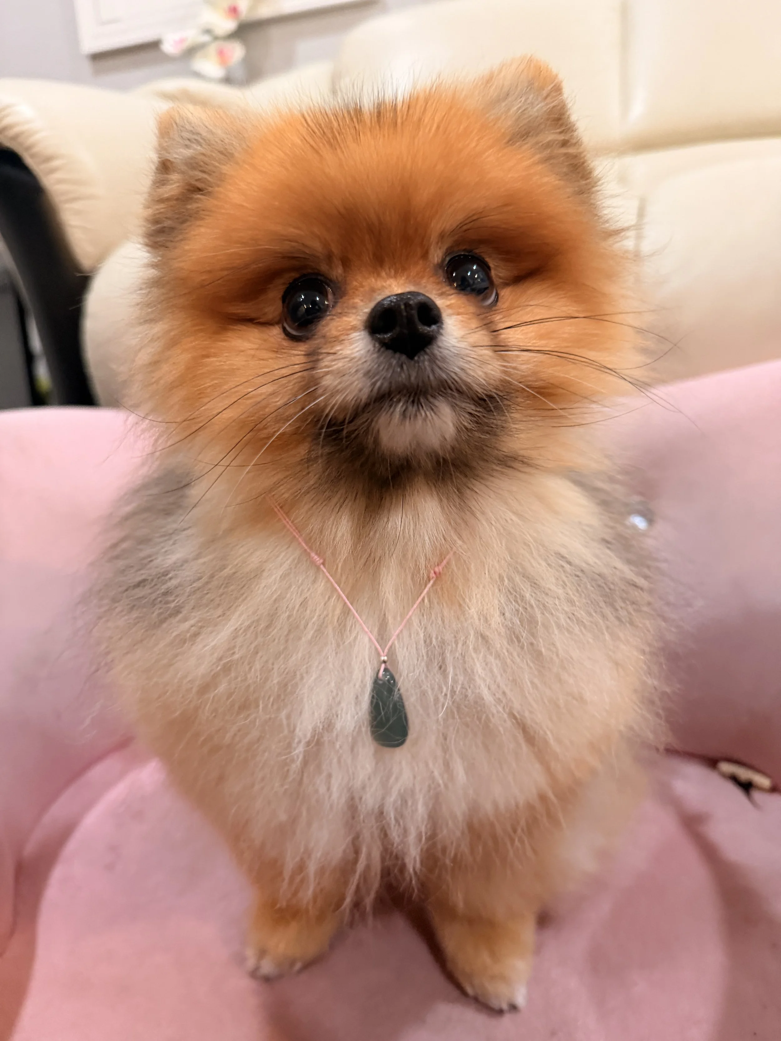 A fluffy Pomeranian dog with a black necklace and pendant, sitting on a pink surface.