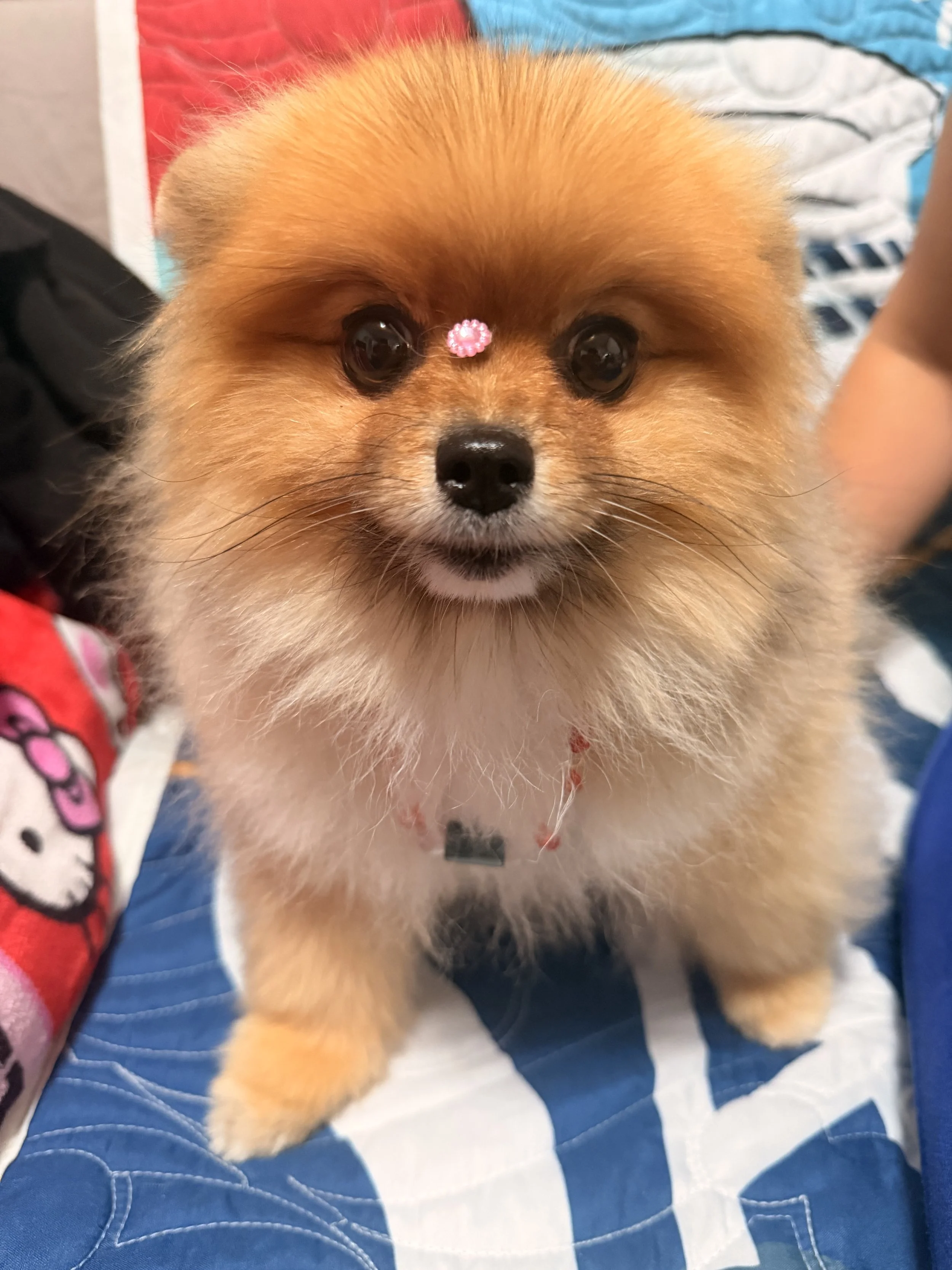 A cute Pomeranian dog with a pink glittery bow on its forehead, sitting on a blue and white quilted surface, with a person’s arm visible on the right side.