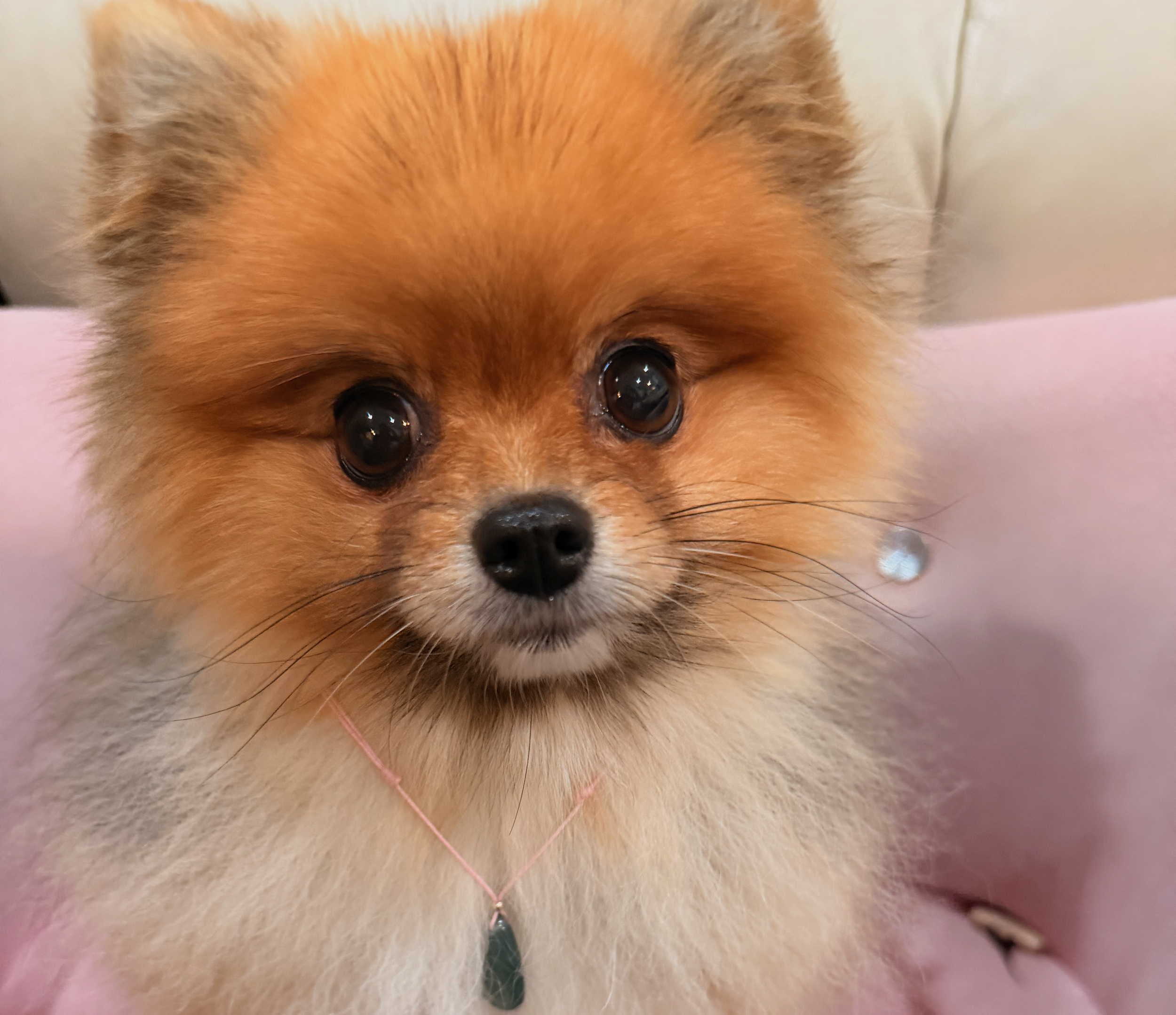 Close-up of a Pomeranian dog with brown and cream fur, large dark eyes, and a small black nose, wearing a pink collar with a green jadeite jade pendant, sitting on a pink chair.