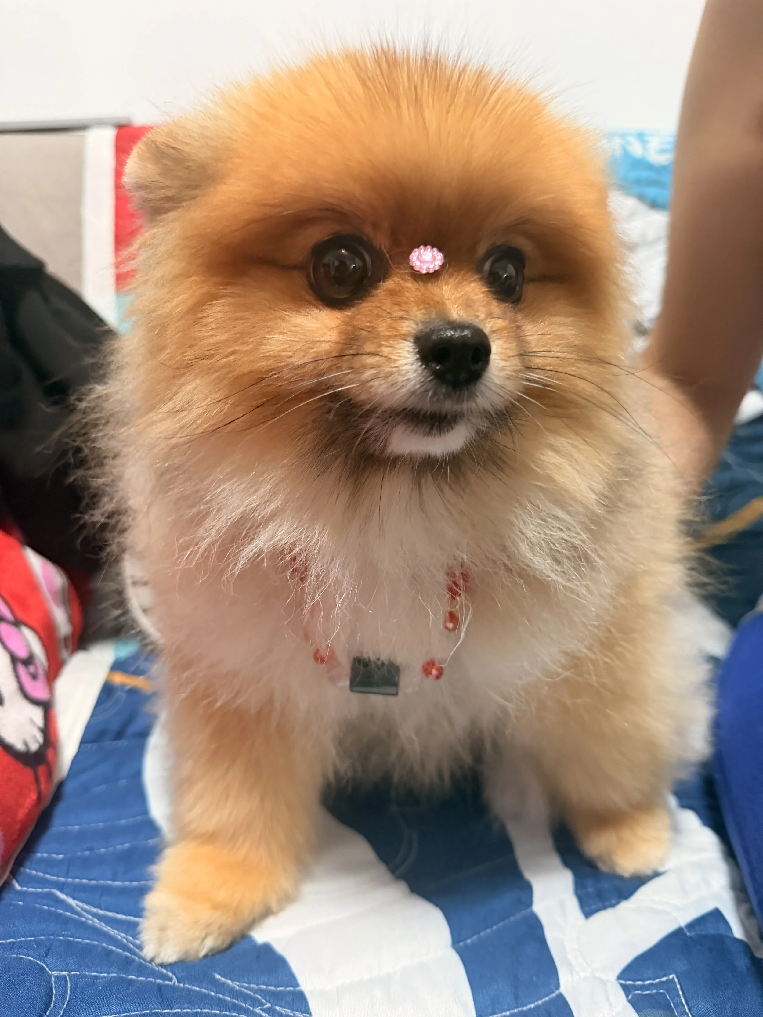 Cutest Pomeranian dog with fluffy light brown fur, big dark eyes, and a small pink decorative accessory on its forehead, sitting on a blue blanket.