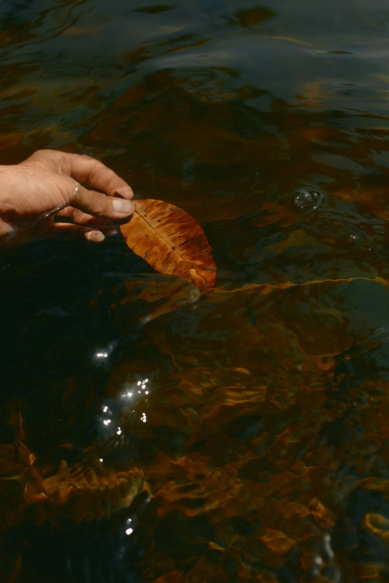 A hand holding a wet, brownish-orange leaf in dark water.
