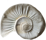 Close-up of a seashell with a spiral design and ridges.
