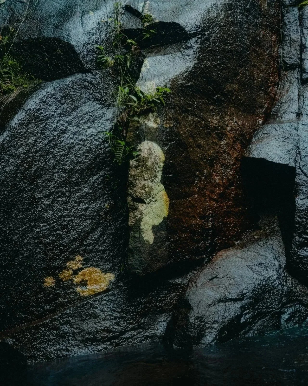 Close-up of wet, dark rocks with patches of moss and small green plants growing in crevices.