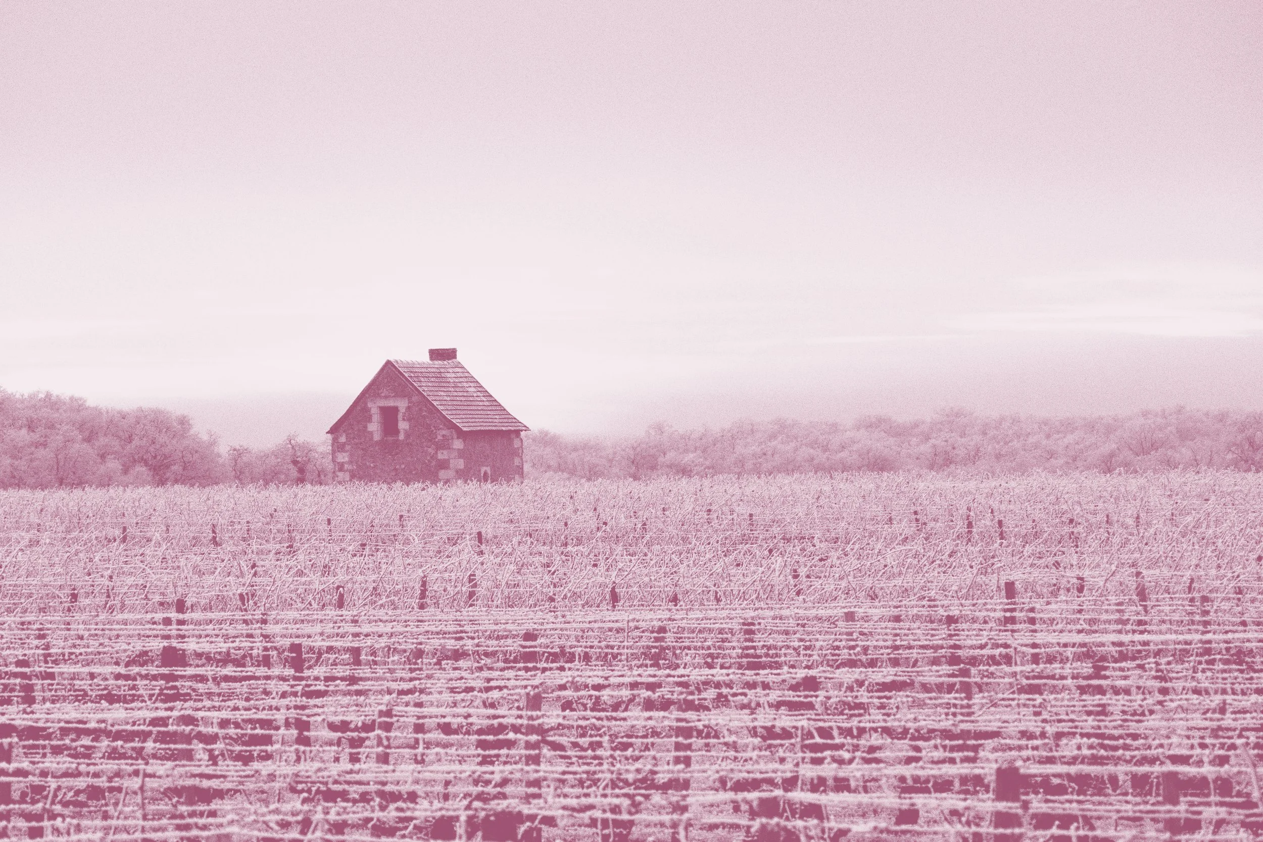 Paysage rural avec une petite maison en pierre, des rangées de vignes ou de cultures, et une étendue de champs. Image en ton rose.