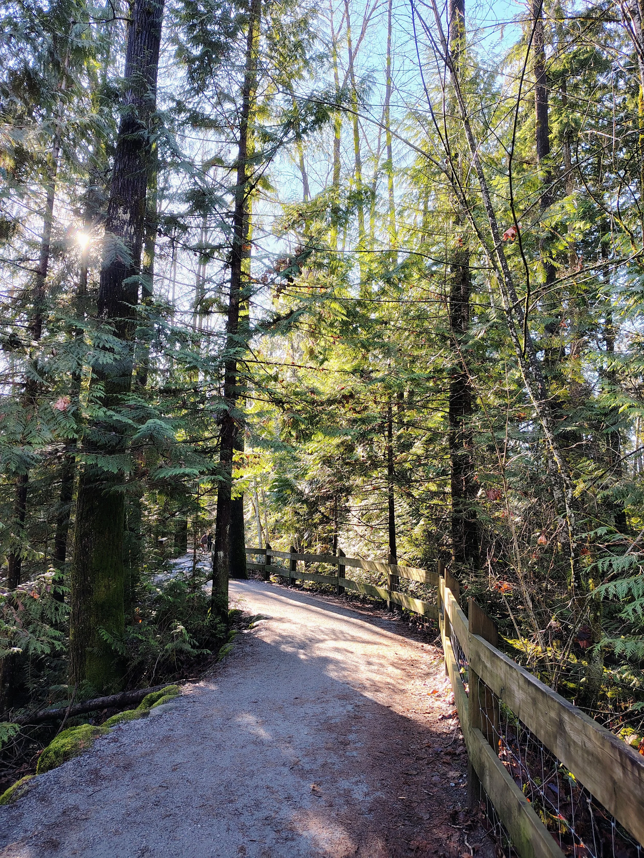 A forest trail with tall trees and dense greenery, sunlight filtering through the branches, a wooden fence along the path, and a person walking in the distance.