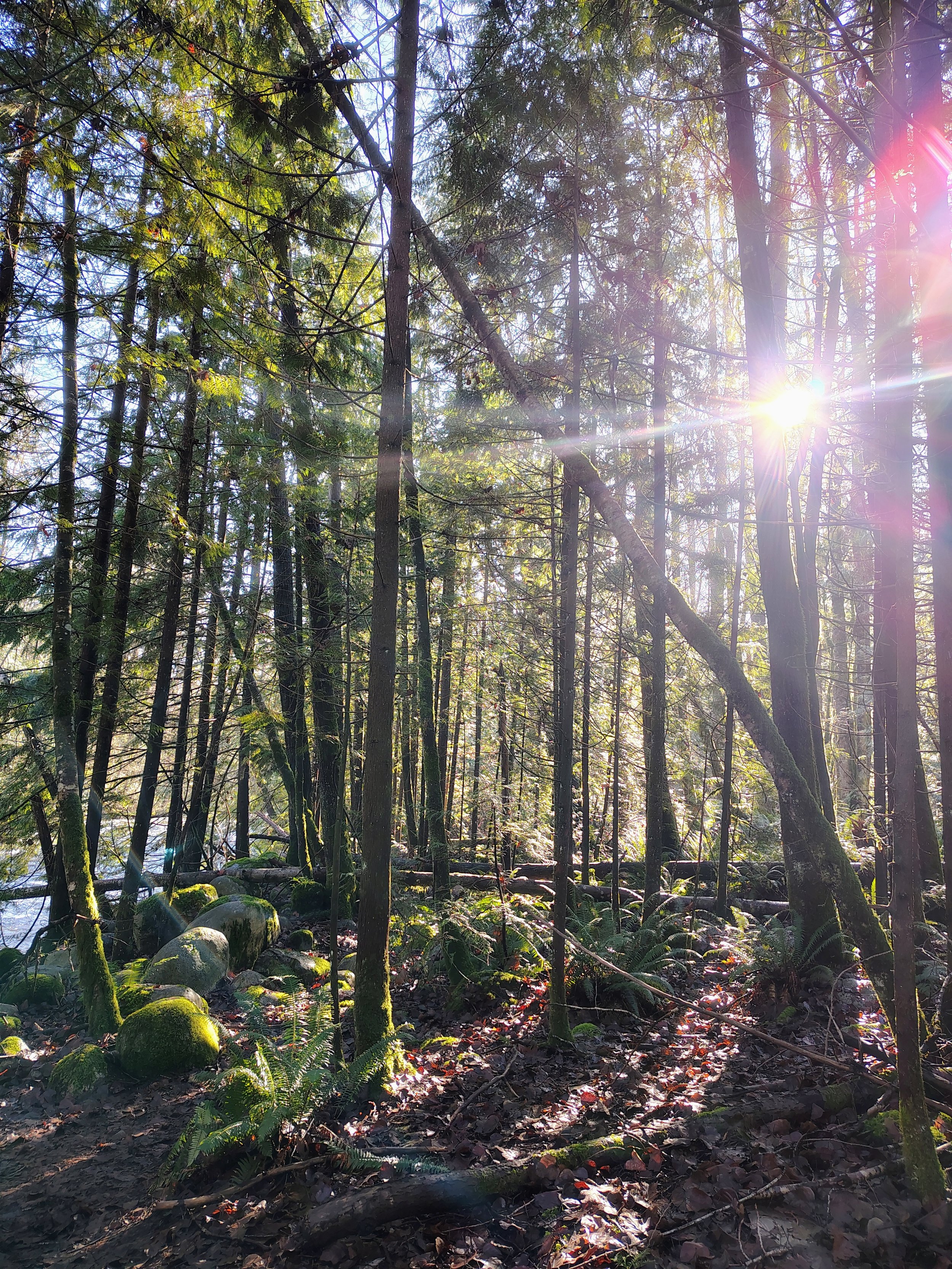 Sunlight filtering through a dense forest of tall trees with moss-covered rocks and ferns on the forest floor.