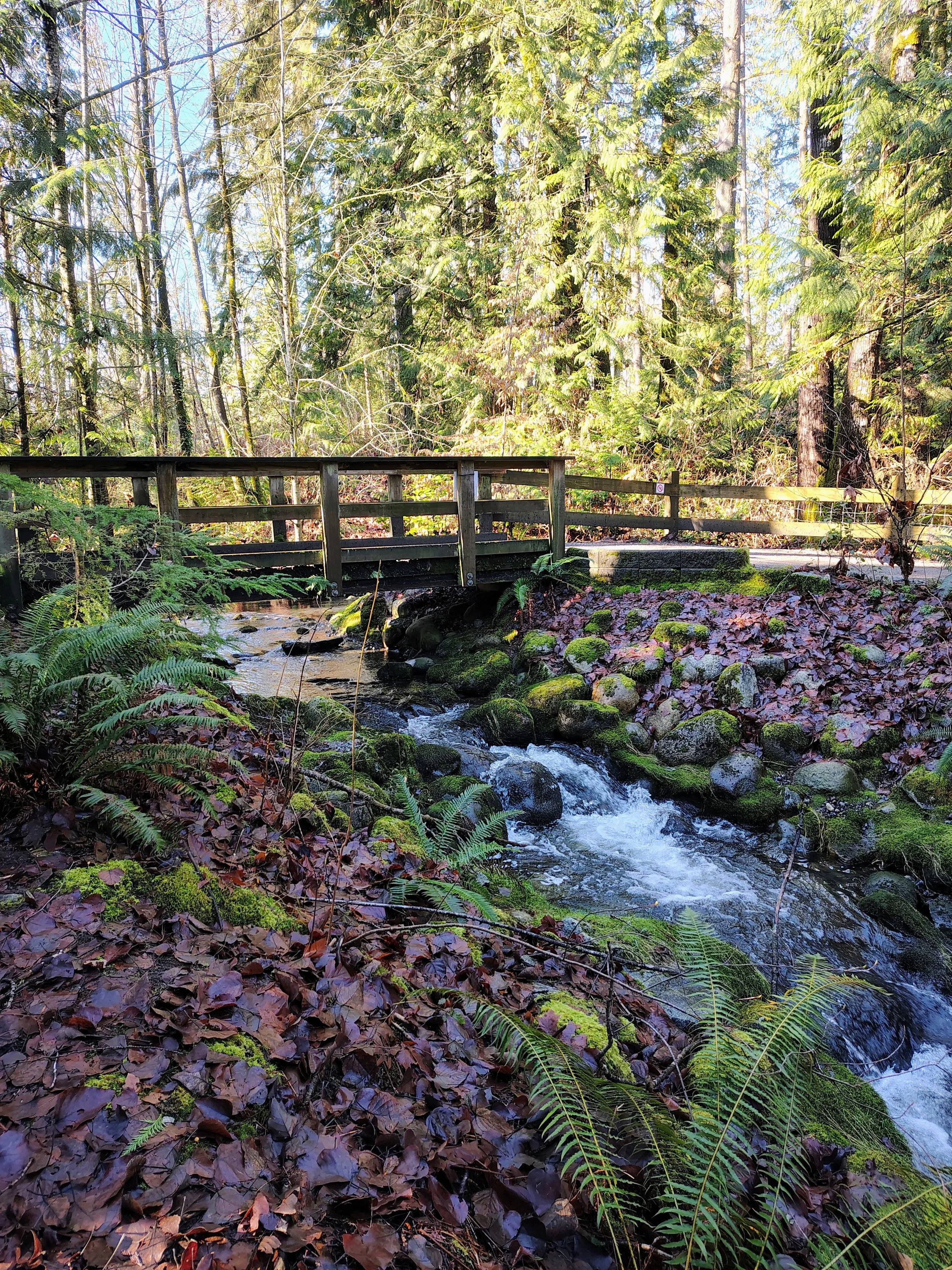 A small creek with moss-covered rocks flows beneath a wooden footbridge in a lush forest with tall trees and ferns.
