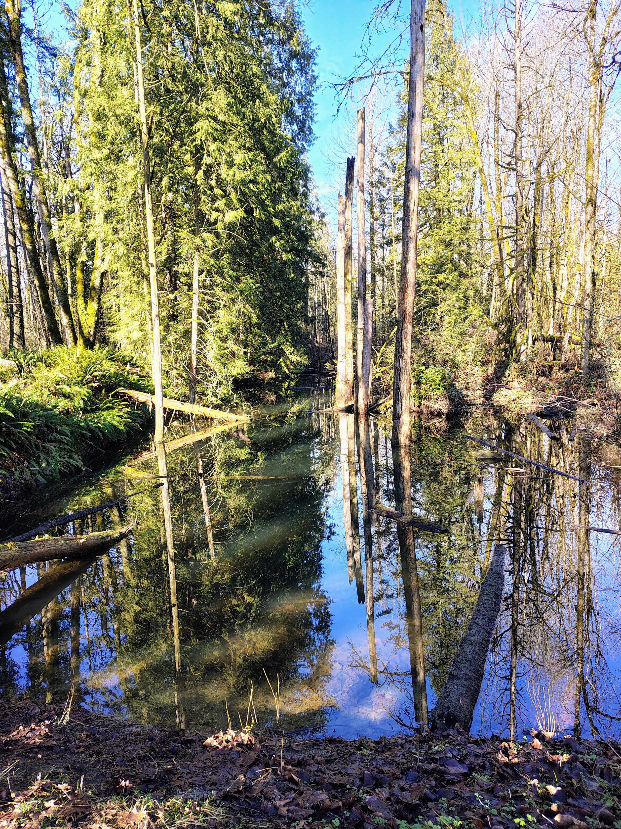 A reflective pond or stream surrounded by green trees and fallen logs in a forest during daytime.