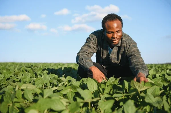 african-american-male-farmer-agronomist-600nw-2494955091.webp