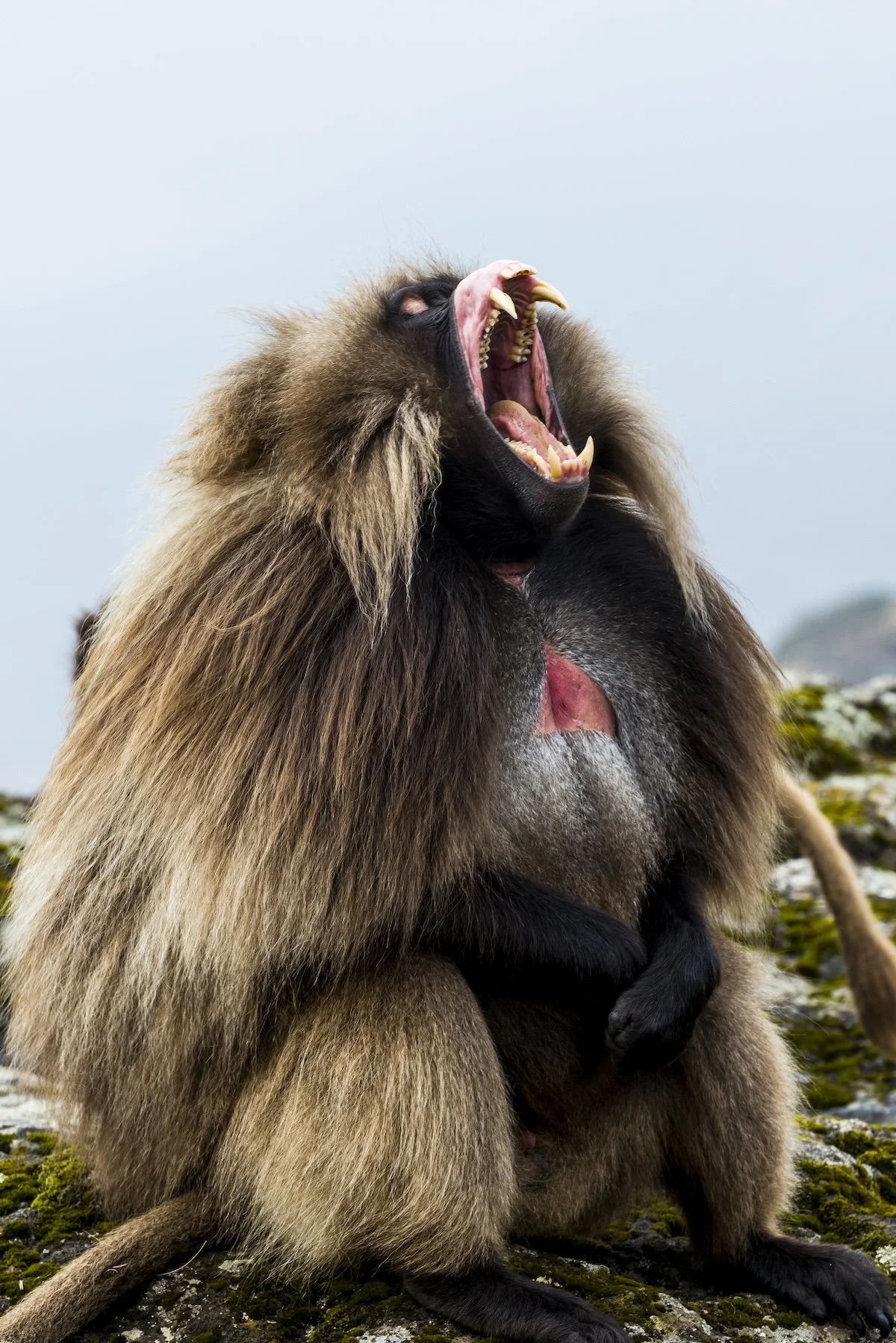Two mandrills sitting on the ground, one yawning with an open mouth, showing sharp teeth and colorful facial features. The background is cloudy sky and rocky terrain with moss and small plants.