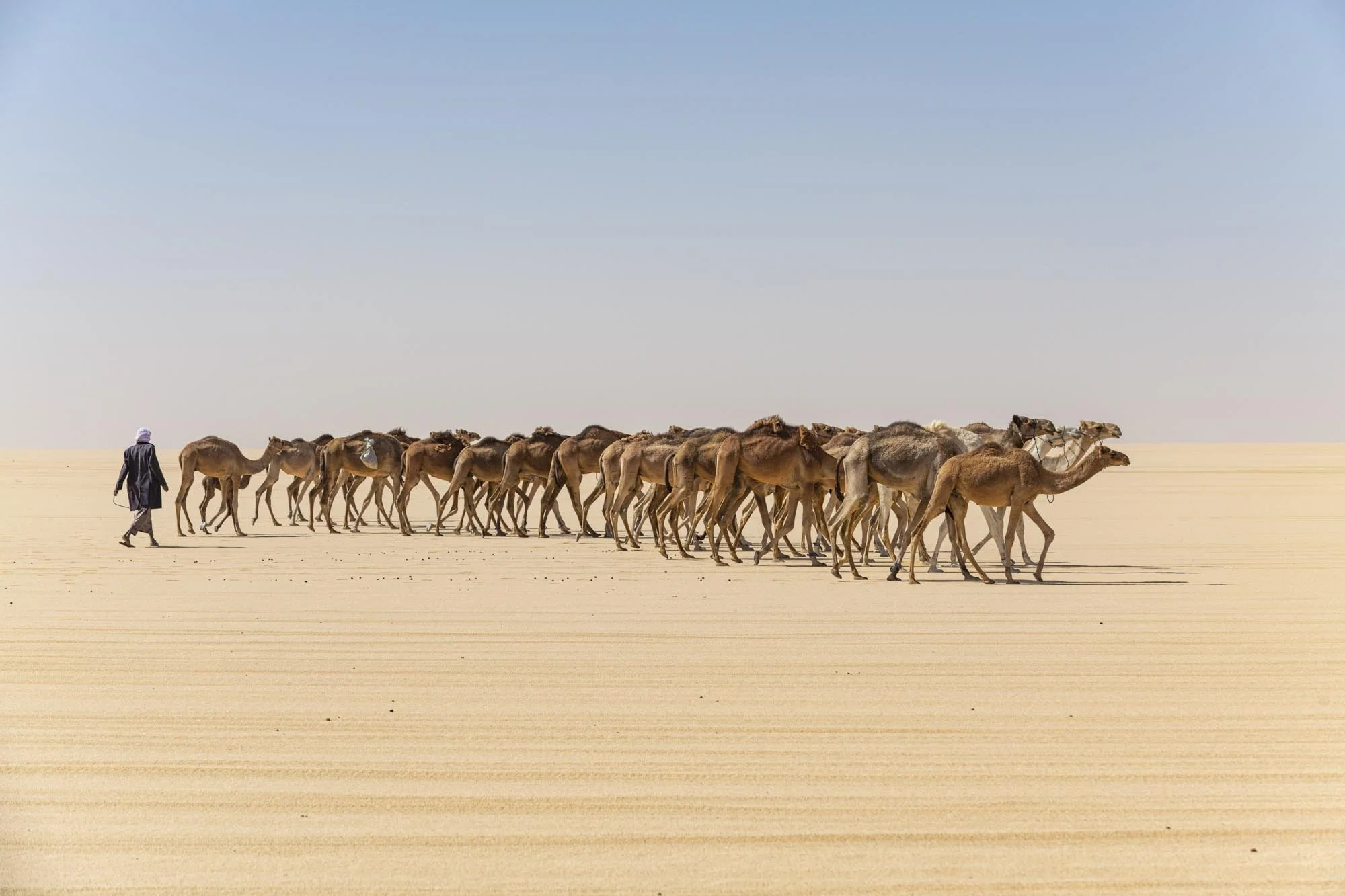 A person leading a caravan of camels across a desert with a vast, open sky.