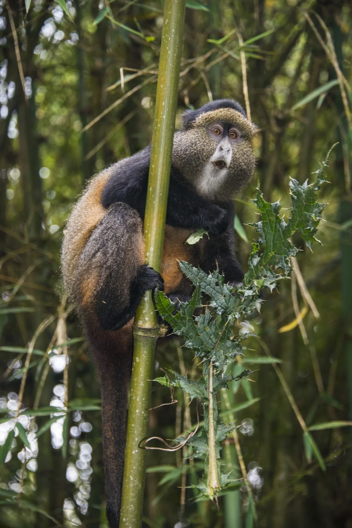 A golden monkey with black and golden fur clings to a green bamboo stalk in a dense forest, surrounded by green leaves and dense foliage.