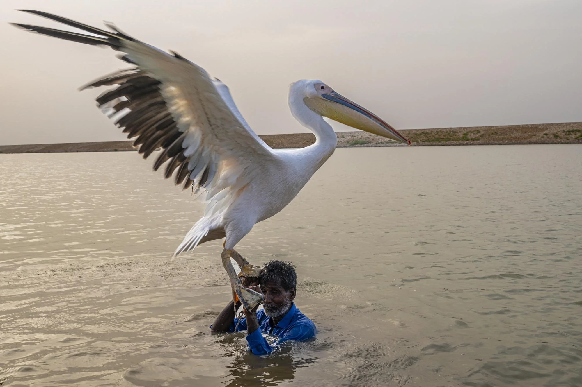 A man in a blue shirt standing in water holding a large pelican on his shoulders at a body of water during sunset.