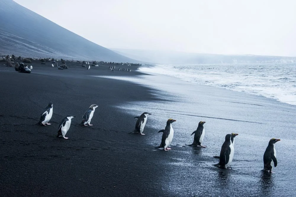 A line of penguins on a black sand beach near the ocean, with a mountain in the background