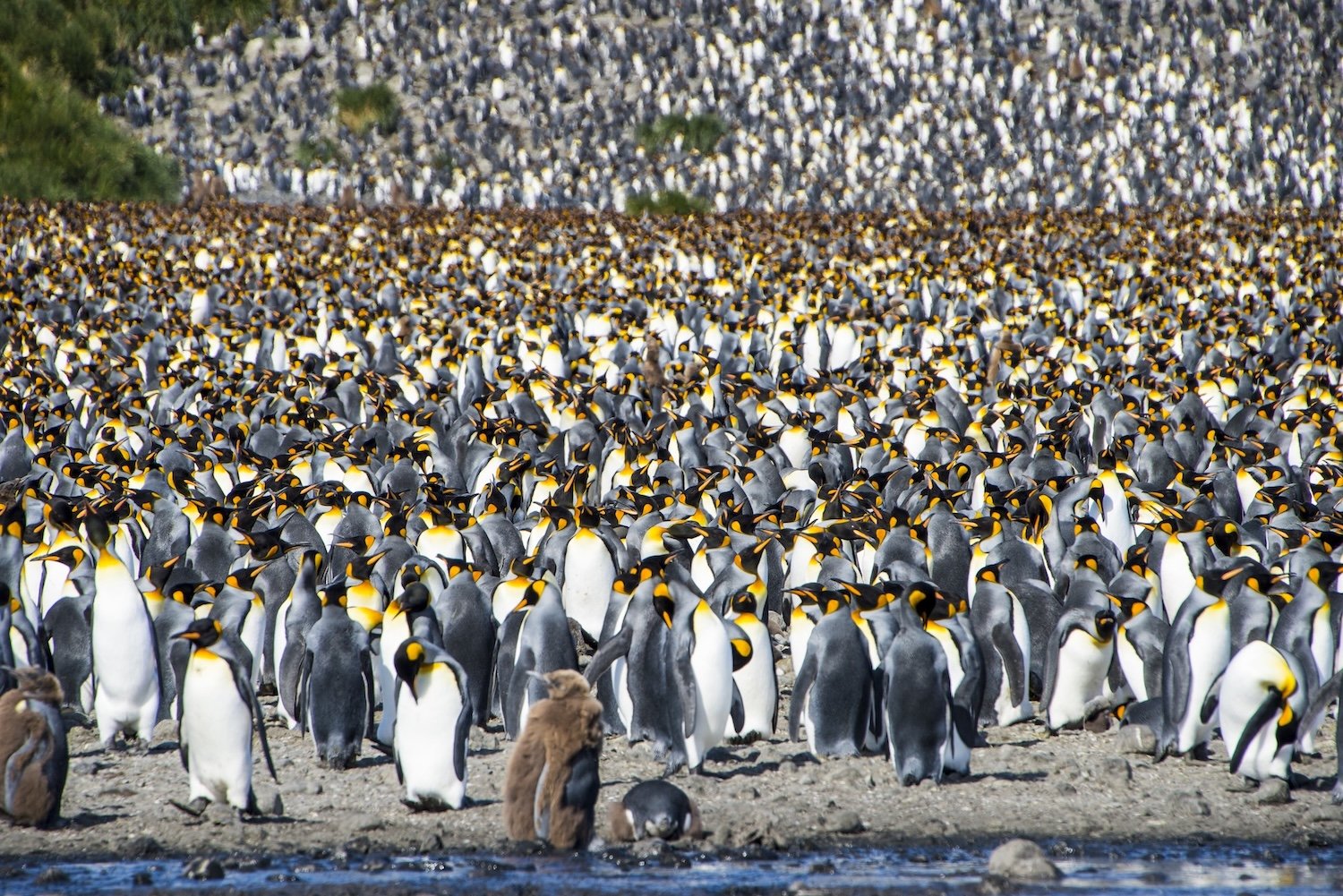 A large group of penguins on a rocky shoreline, with some chicks among them, near water, with a densely packed area of penguins stretching into the distance.