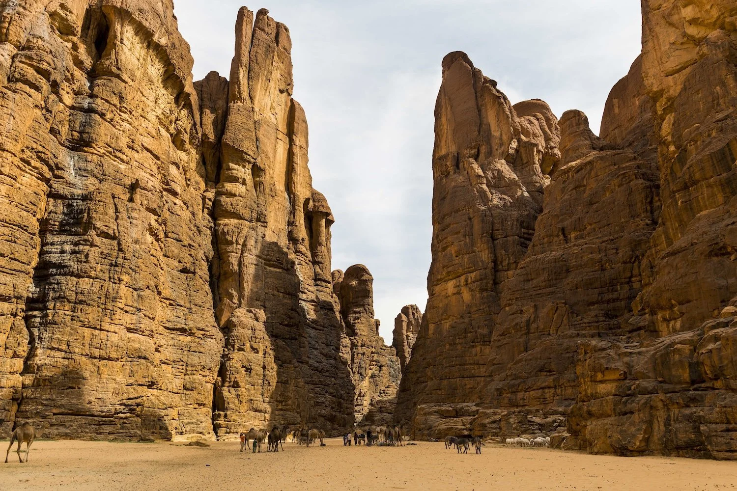 Ennedi-Desert-Plateau-Animals-Chad.jpg