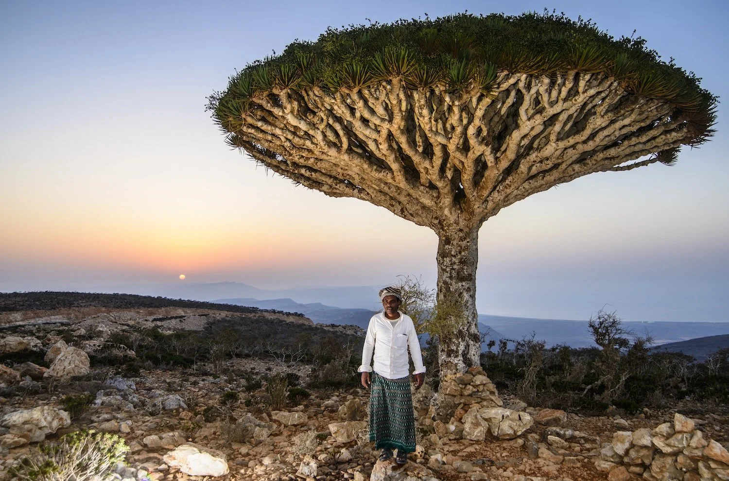 Person standing beneath a large, uniquely shaped tree with a broad, flat canopy on rocky terrain during sunset.