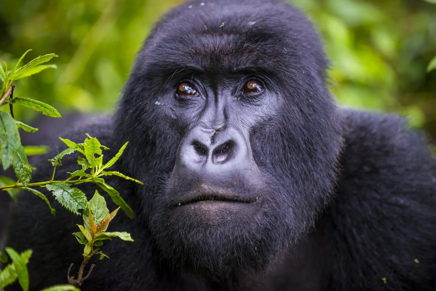 GorillasRwanda322.jpg