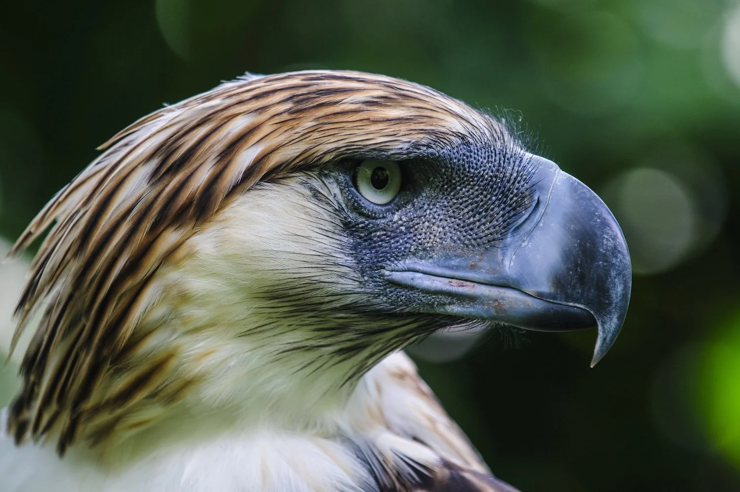 Close-up of a bird of prey, possibly an eagle or hawk, with sharp beak, intense eye, and brown and white feathers against a blurred green background.