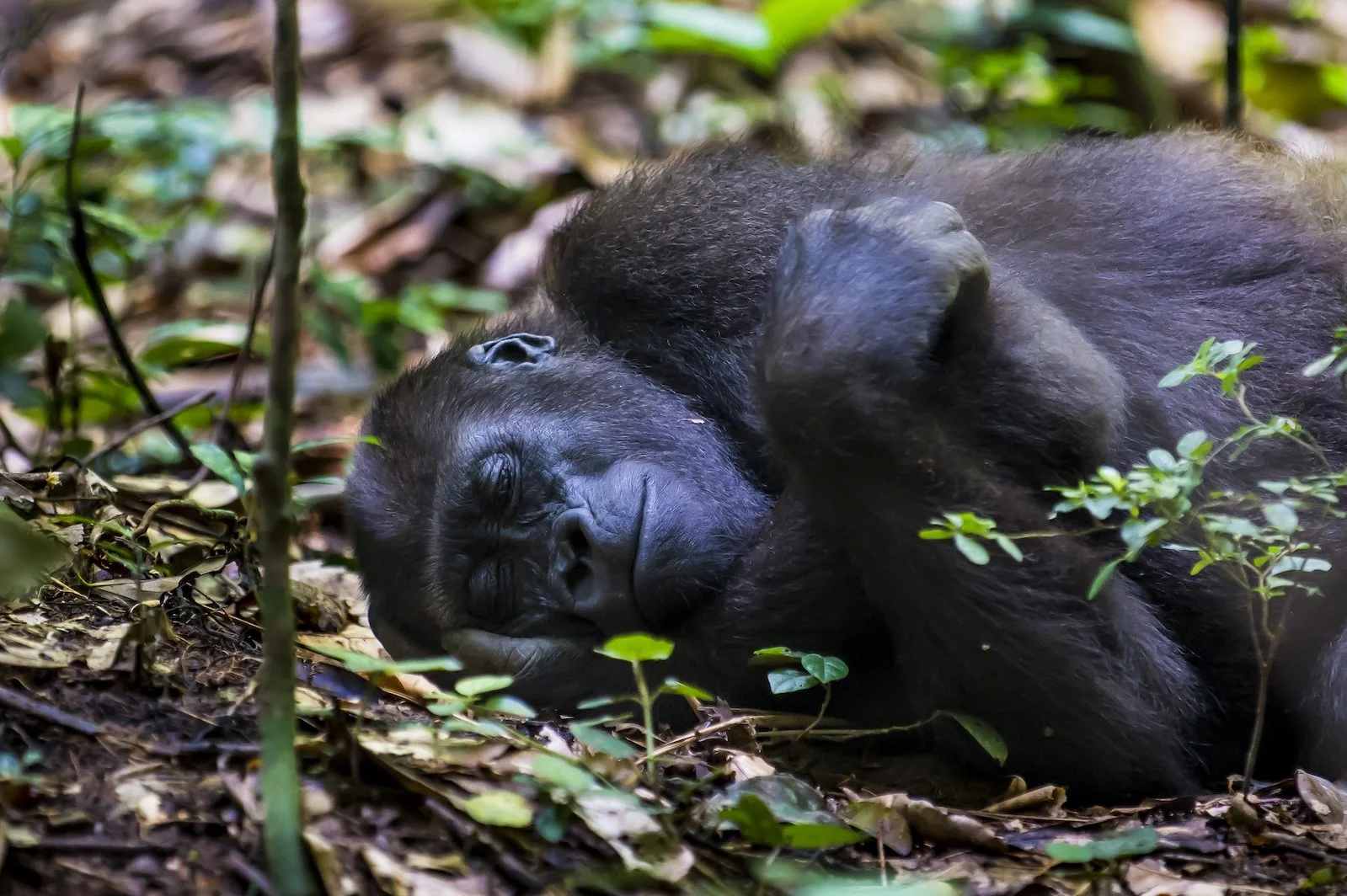 A baby gorilla sleeping on the forest floor surrounded by leaves and vegetation.