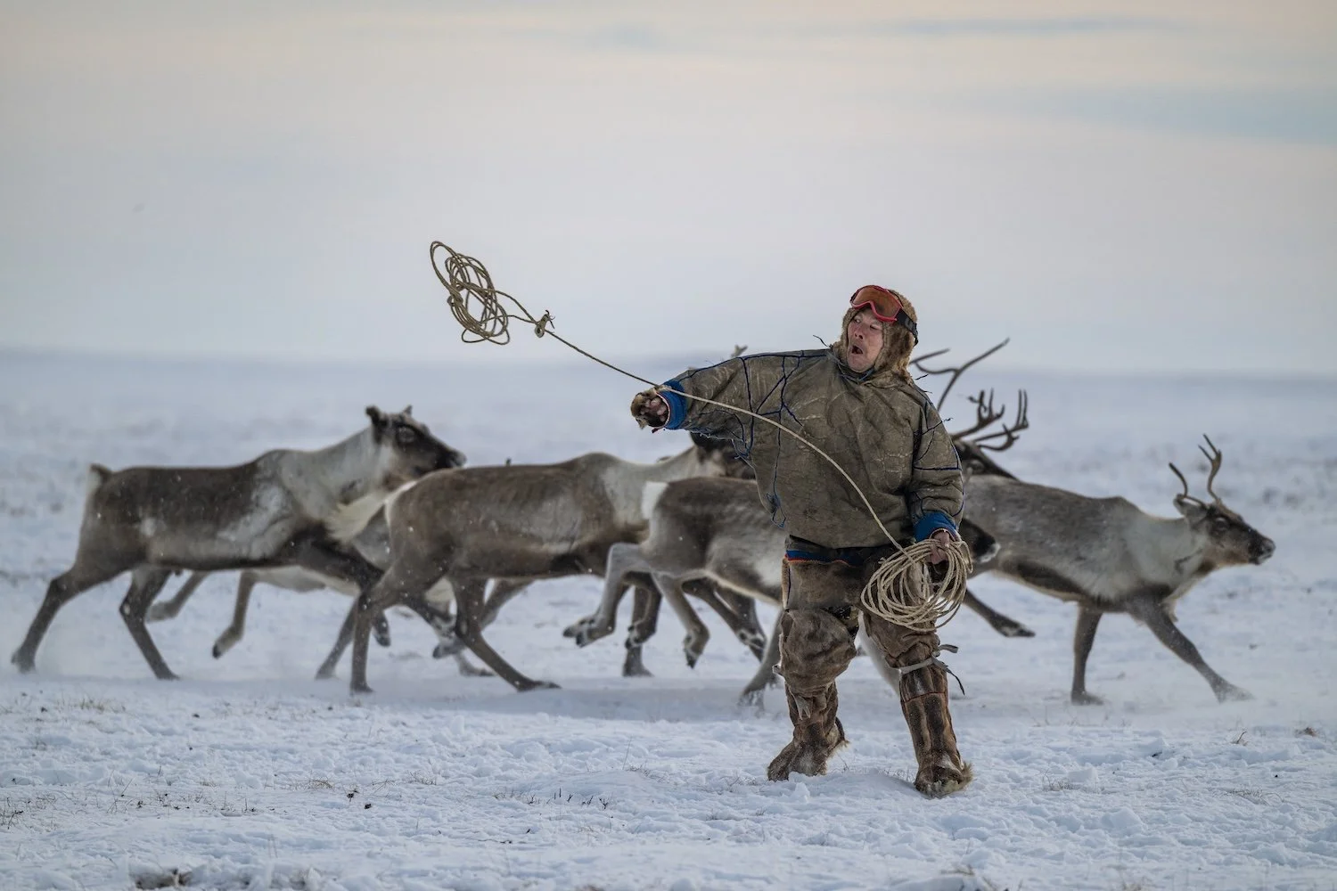 A person dressed in winter clothing, wearing a fur hat and sunglasses, holding a rope and appearing surprised or scared, is running on snow-covered ground while a group of reindeer runs behind him in a cold, open landscape.