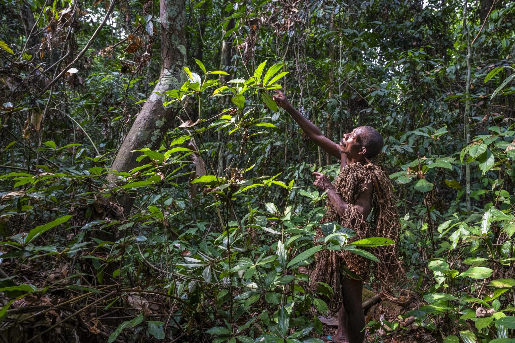 Indigenous person in traditional attire reaching up within a dense jungle.