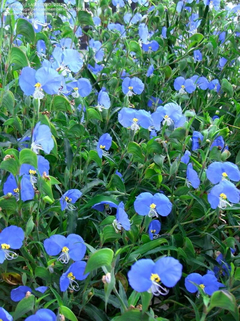 Commelina communis.jpg