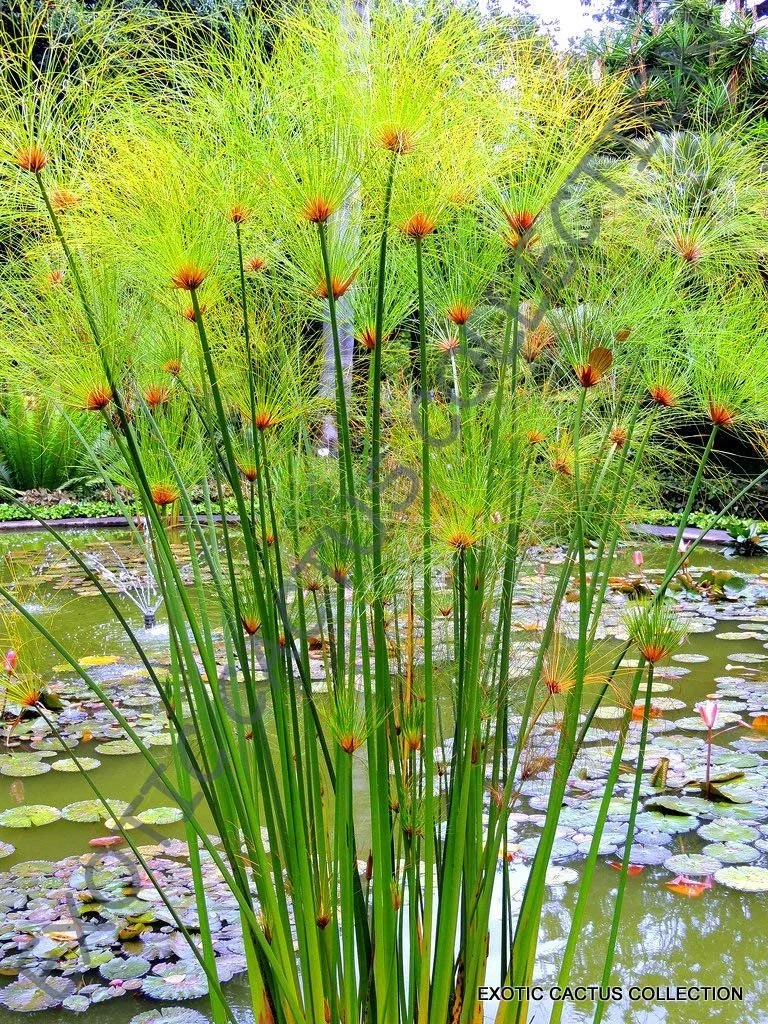 cyperus papyrus.jpg