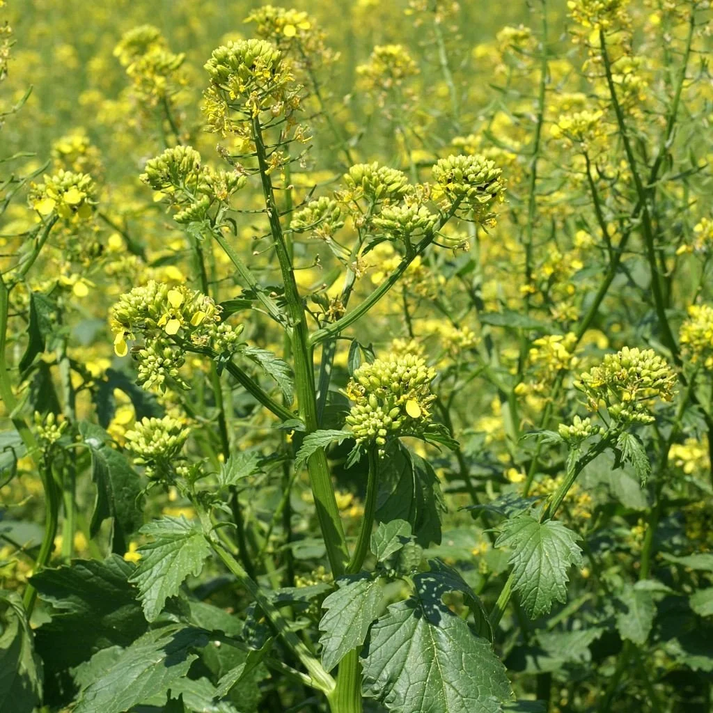 Great-Wave-Miike-Mustard-Seeds-Brassica-juncea_5_1024x1024.jpg