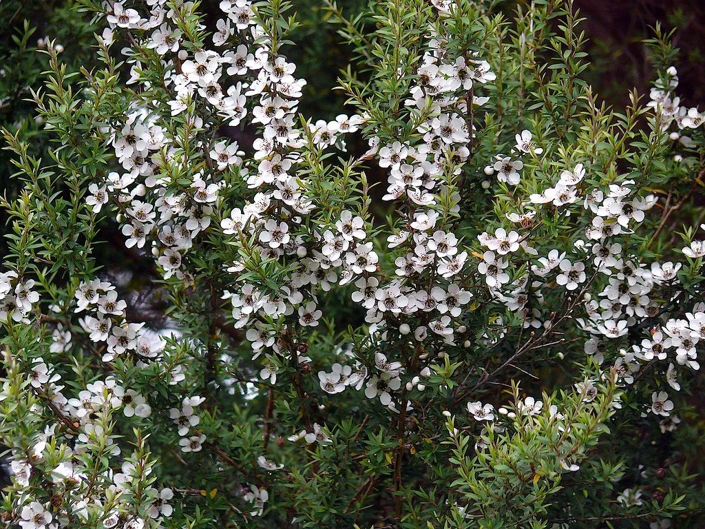 Leptospermum scoparium.jpg