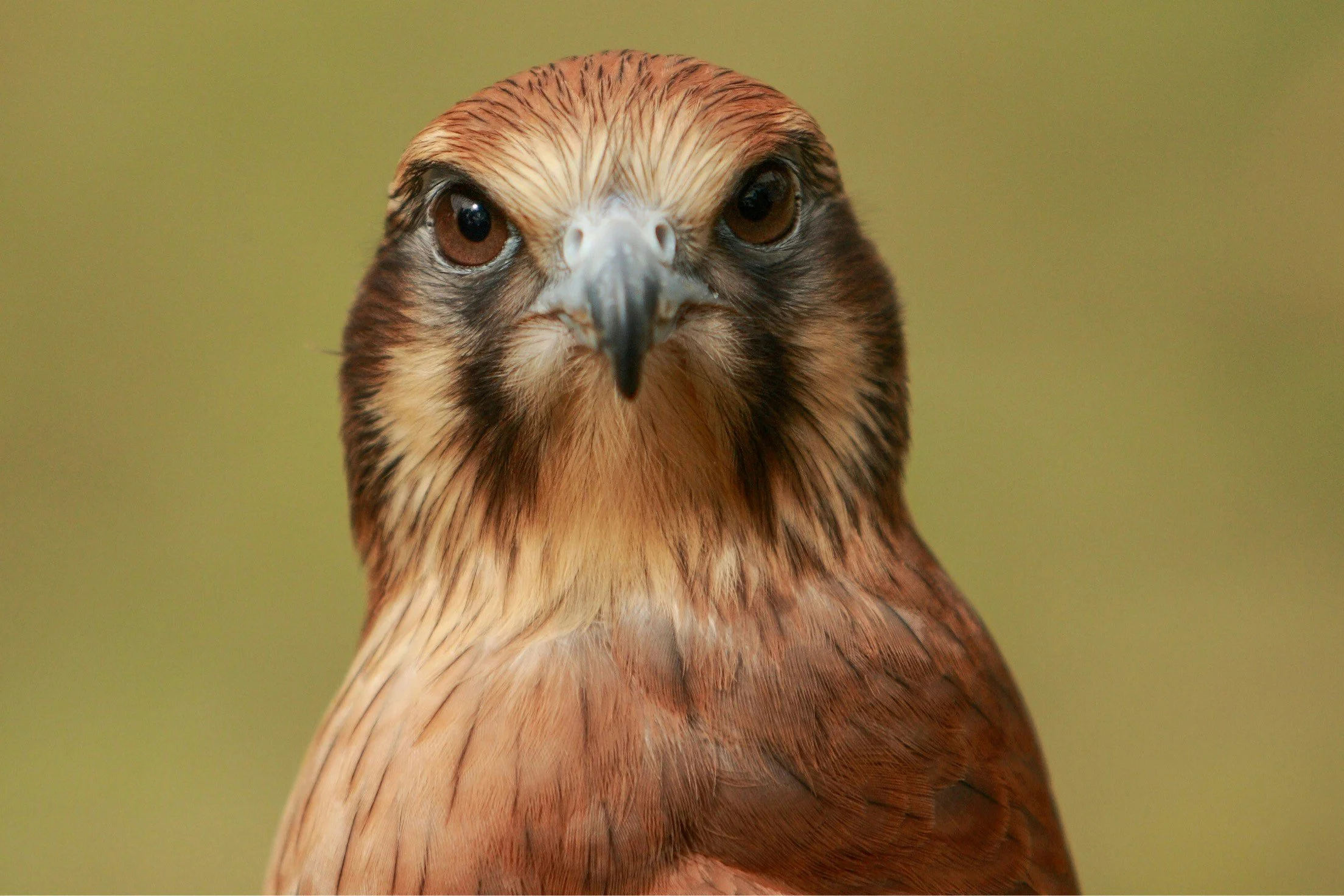 Close-up of a hawk's face with piercing eyes, sharp beak, and brown feathers.