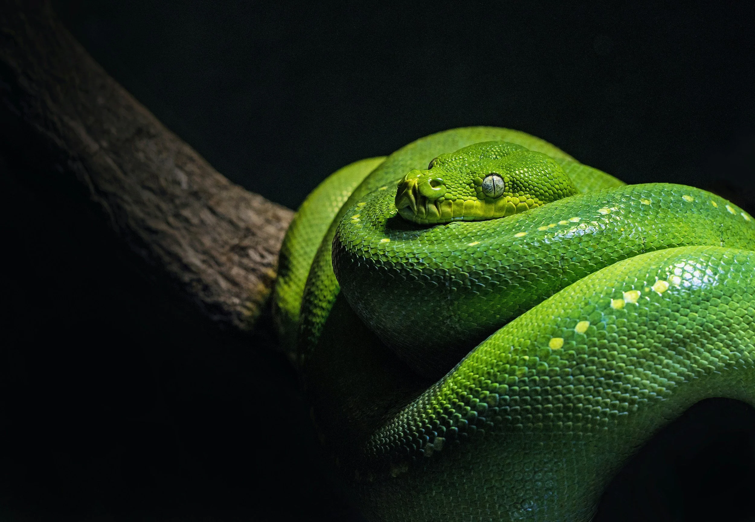A bright green snake coiled around a tree branch, with its head resting on its body. The snake has smooth, shiny scales and distinctive eyes.