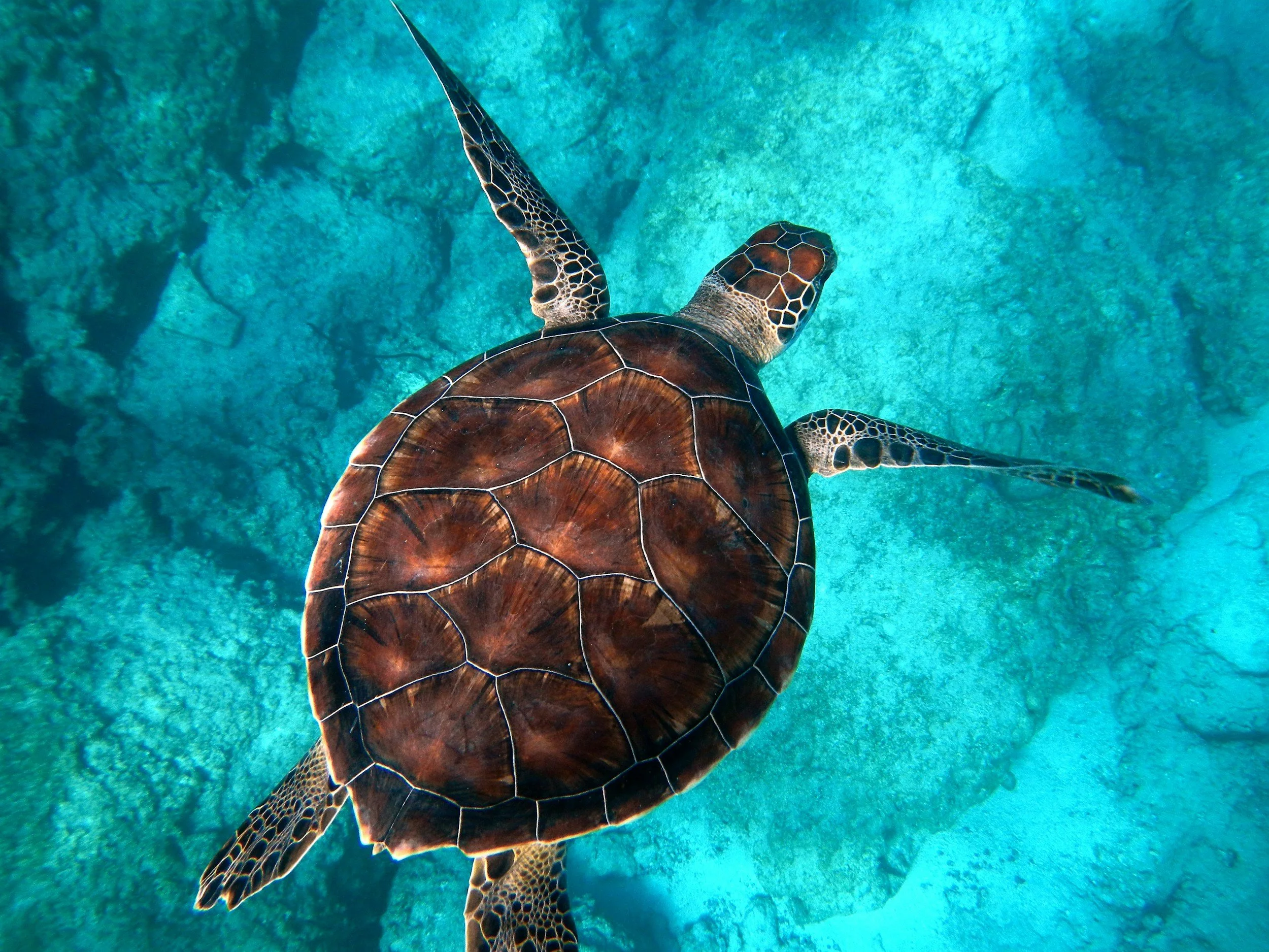 A sea turtle swimming underwater over rocks and coral.