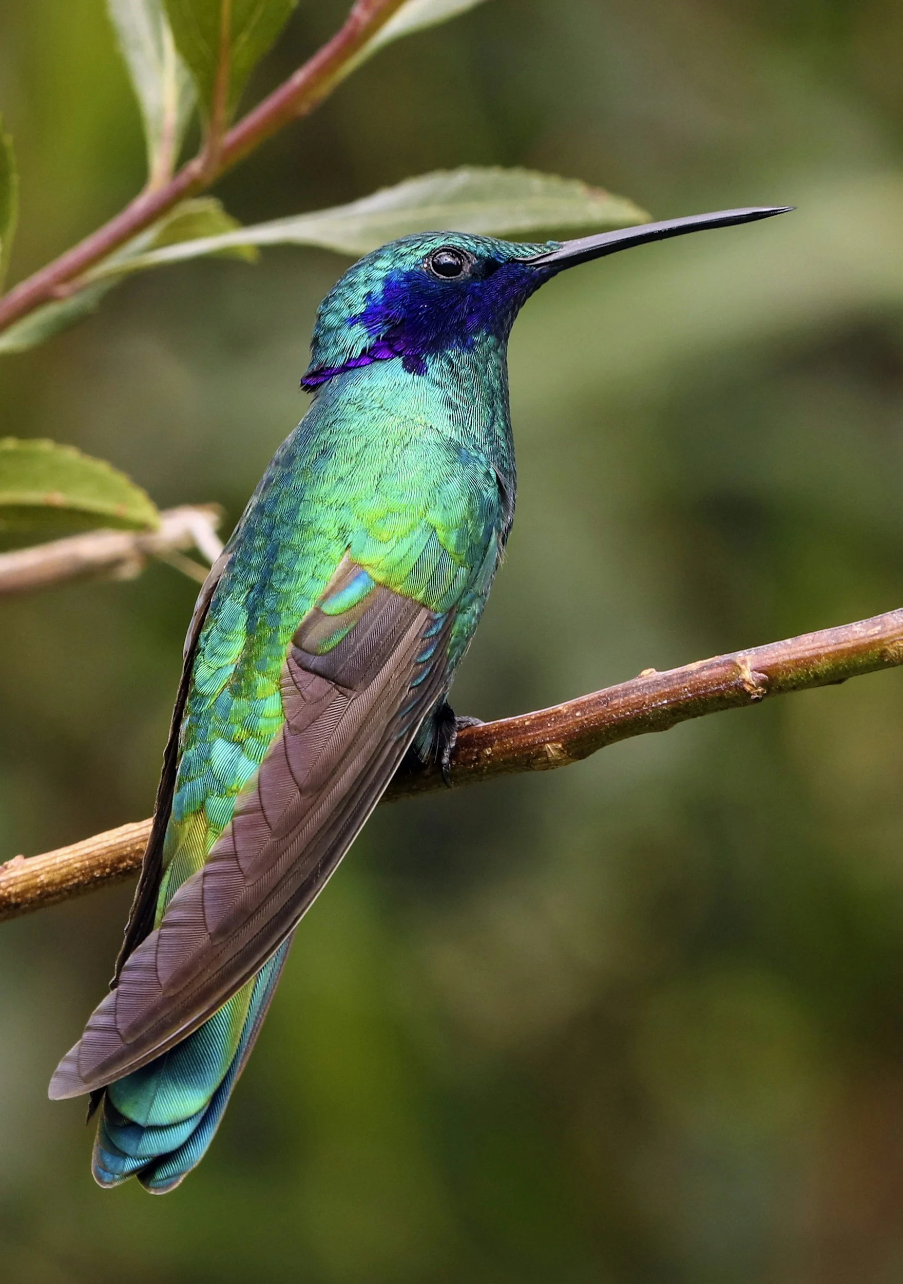 Close-up of a colorful hummingbird with iridescent green and blue feathers perched on a thin branch, with a blurred green foliage background.