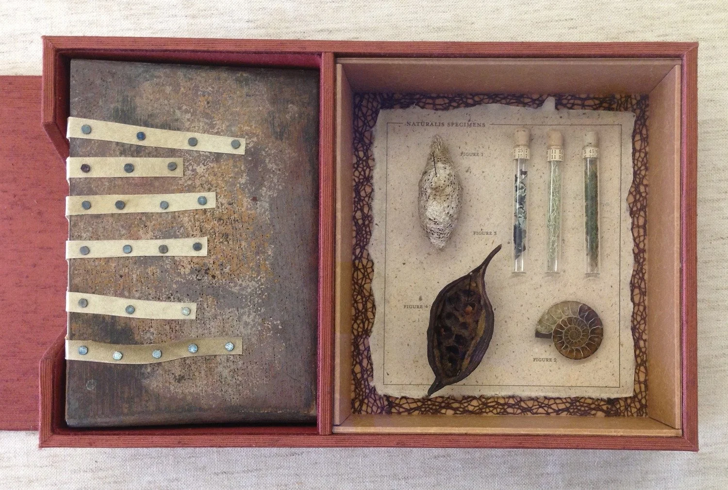  Book house in box and custom inset glass specimen panel containing Madagascan moon moth cocoon, Madagascan ammonite, Australian bottle tree pod, 3 lichen and moss test tube samples 