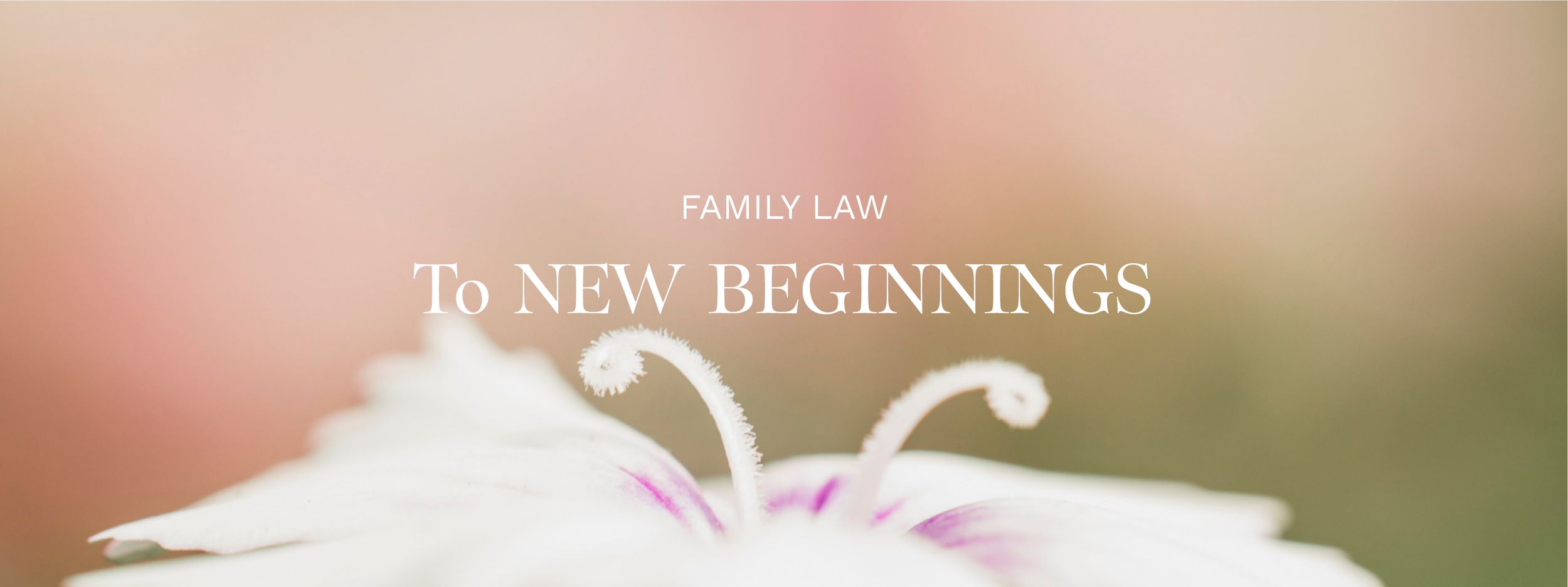 Close-up of a white flower with pink accents and curled stamens, with text overlay that reads 'Family Law to New Beginnings'.
