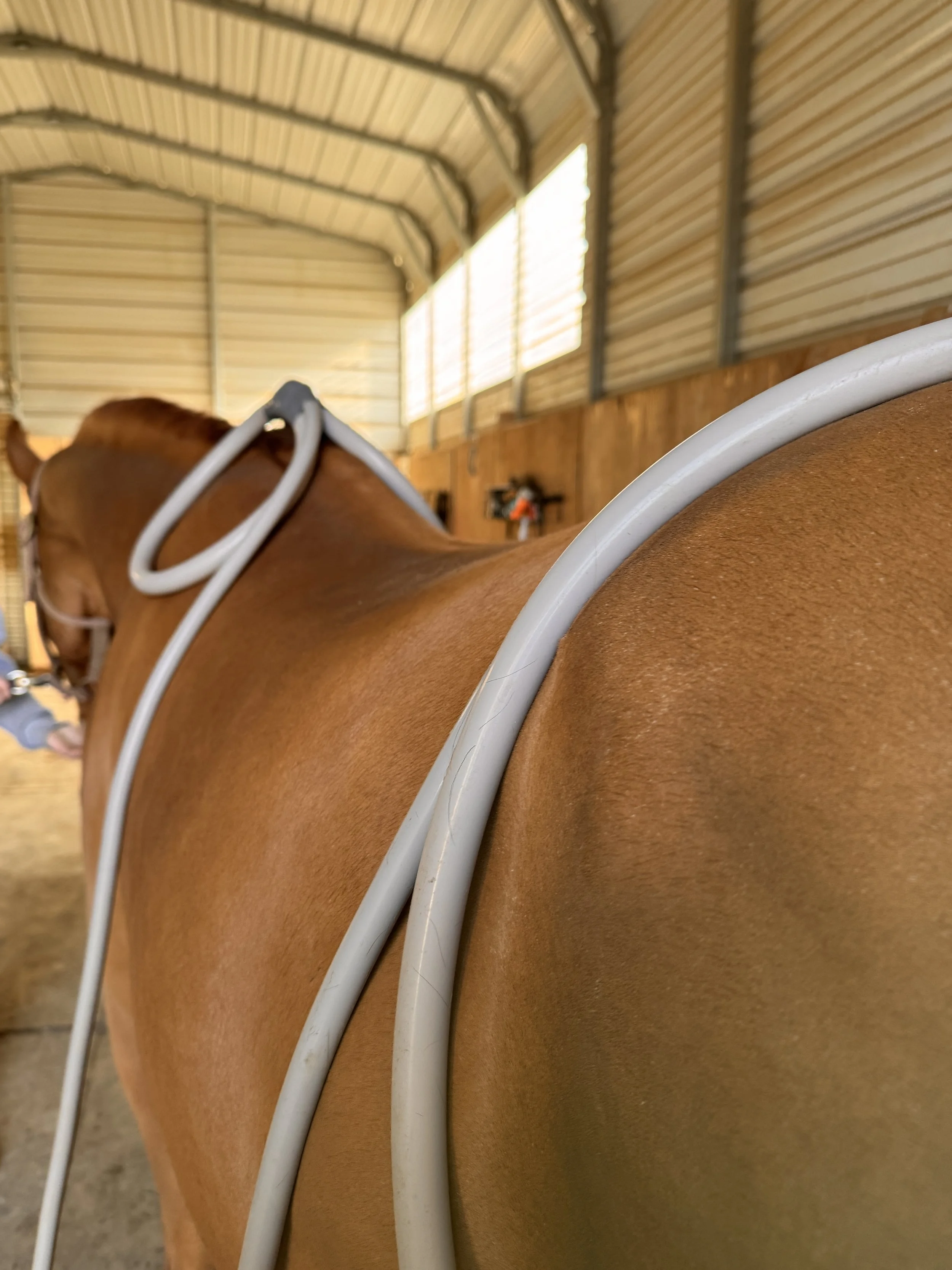 Close-up of a brown horse with medical equipment on its back inside a barn with wooden walls and a metal roof.