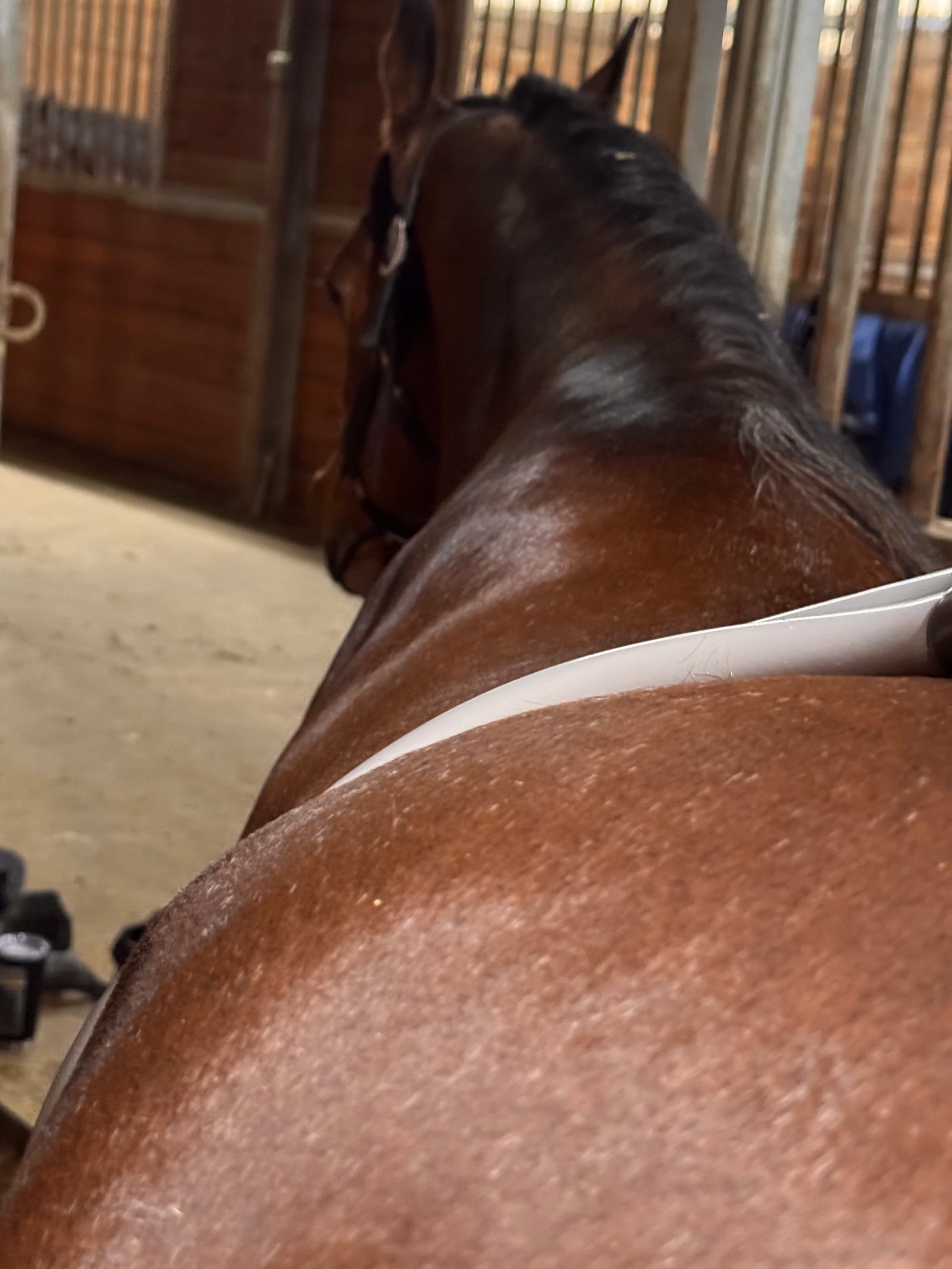 View of a brown horse in a stable from behind, with a handler's hand on the horse's side, and the horse's head turned slightly to the side.