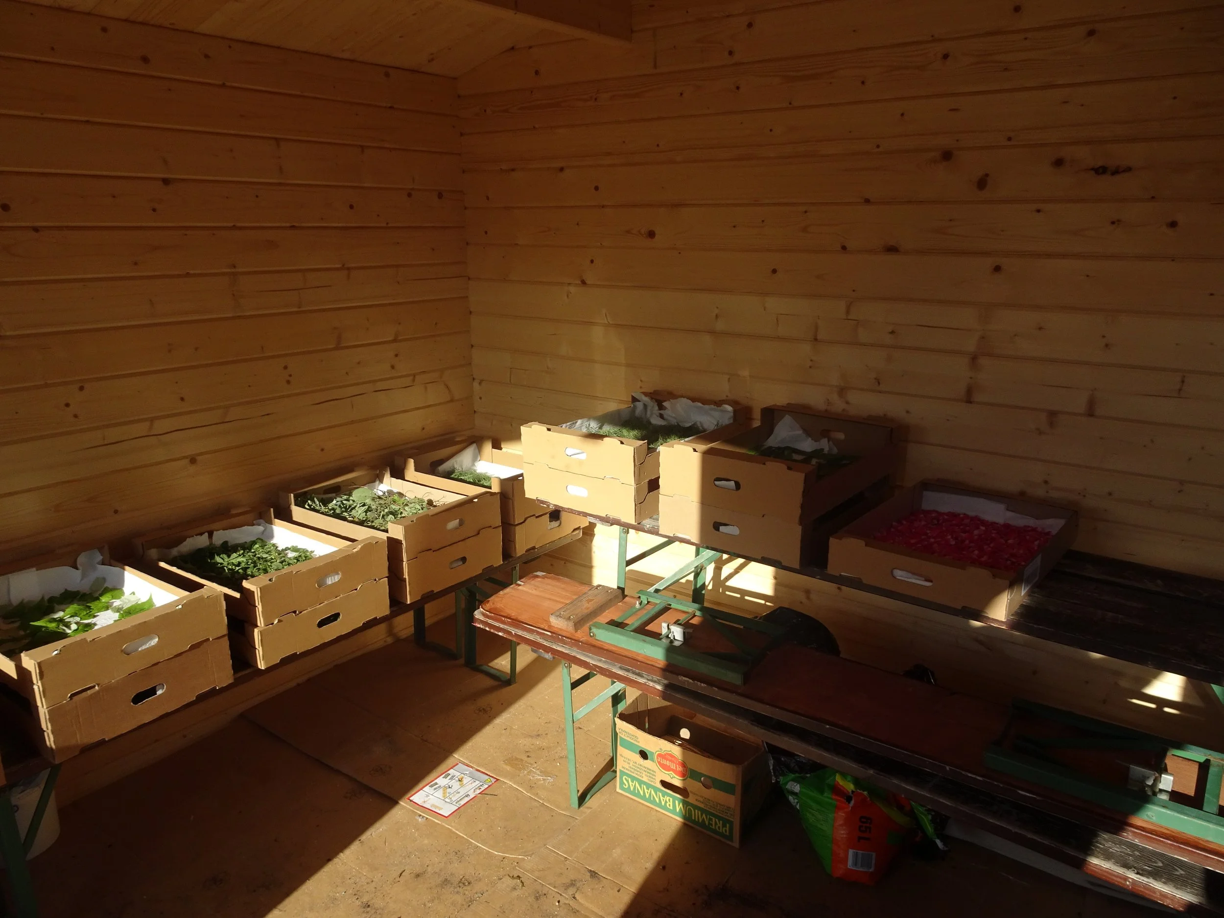 2019_Kräuterernte (9).JPG