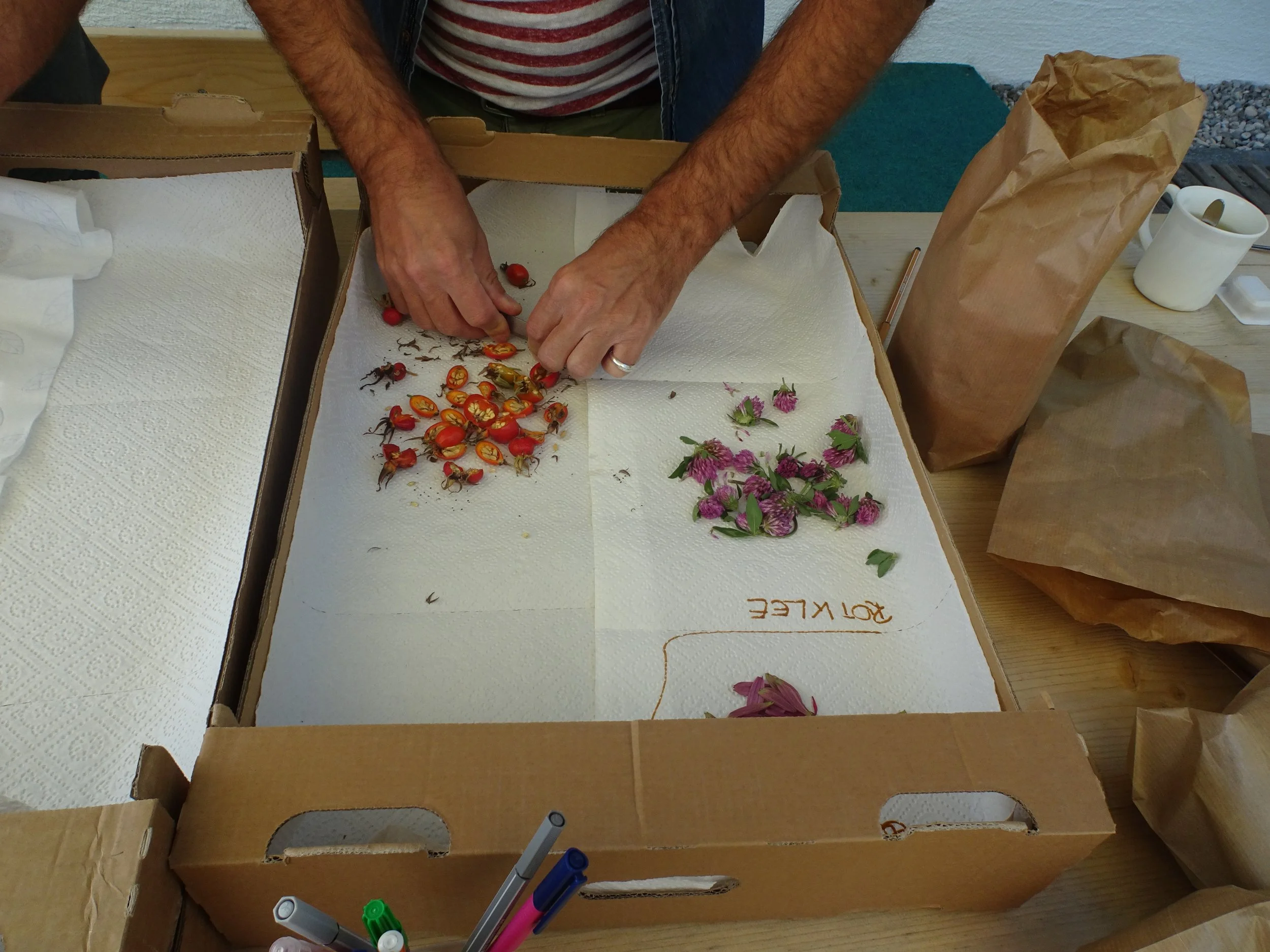 2019_Kräuterernte (3).JPG