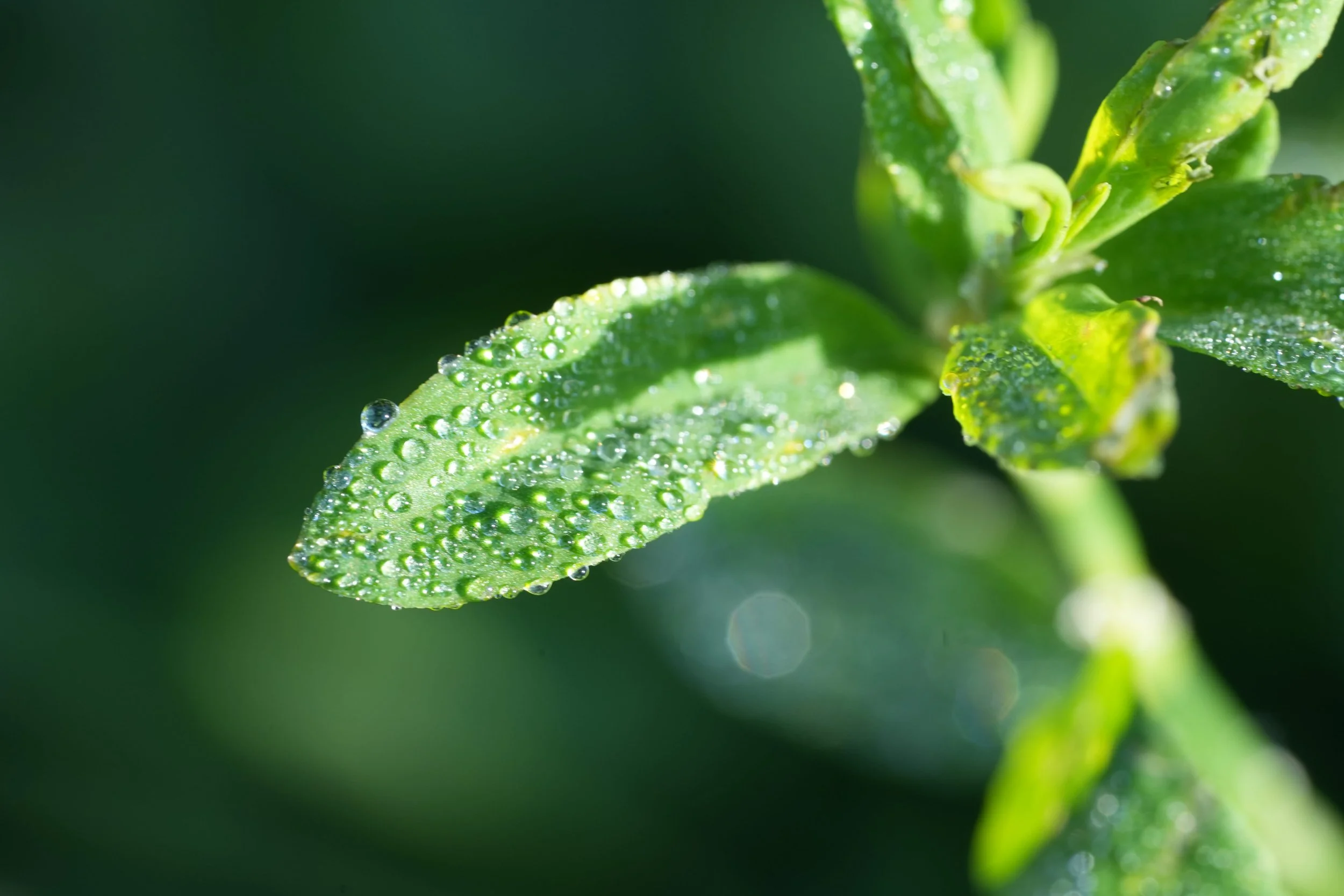 Makrofotografie einer Pflanze mit Wassertropfen