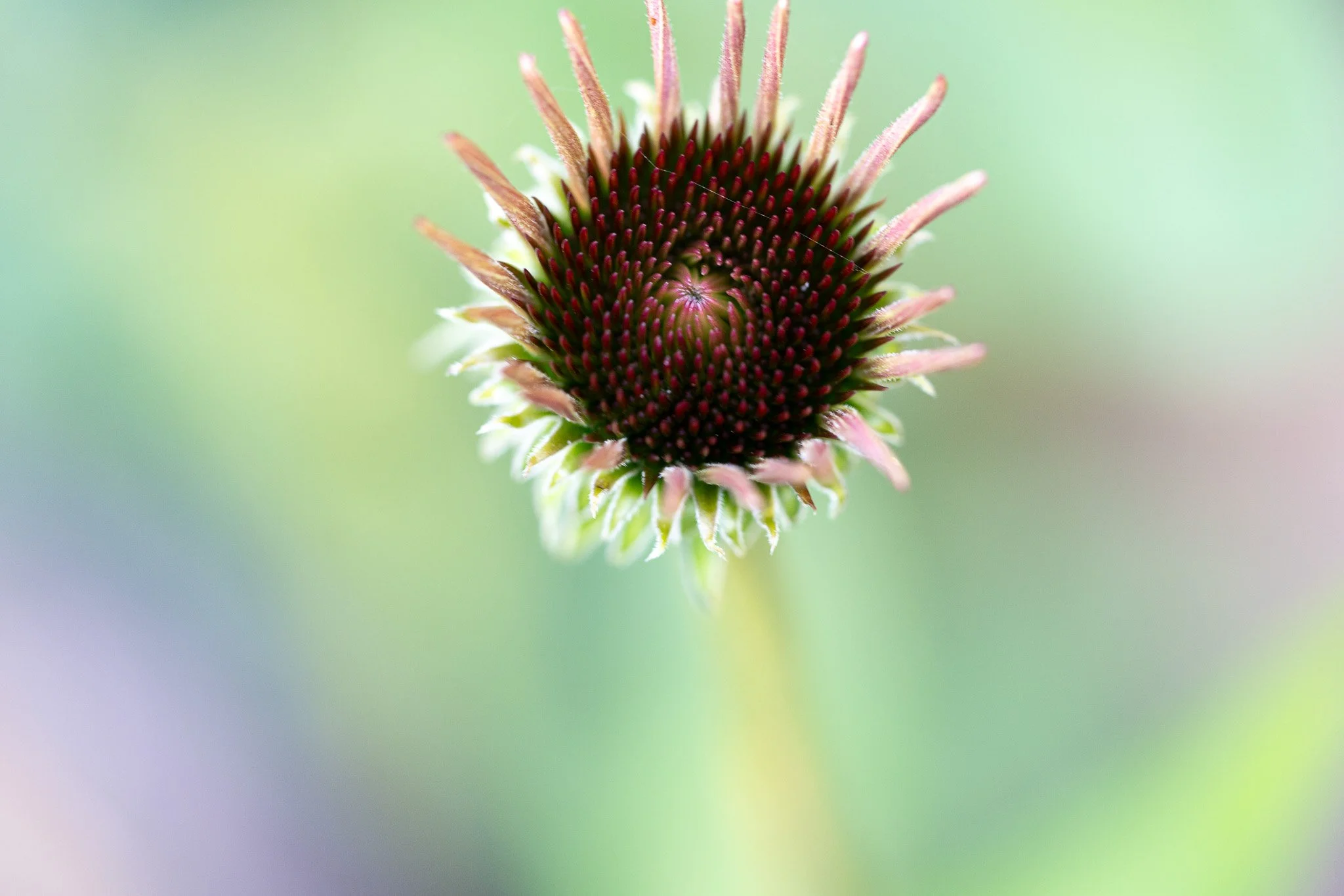 Makrofotografie einer Pflanze mit grünen und violetten, unscharfen Hintergrund