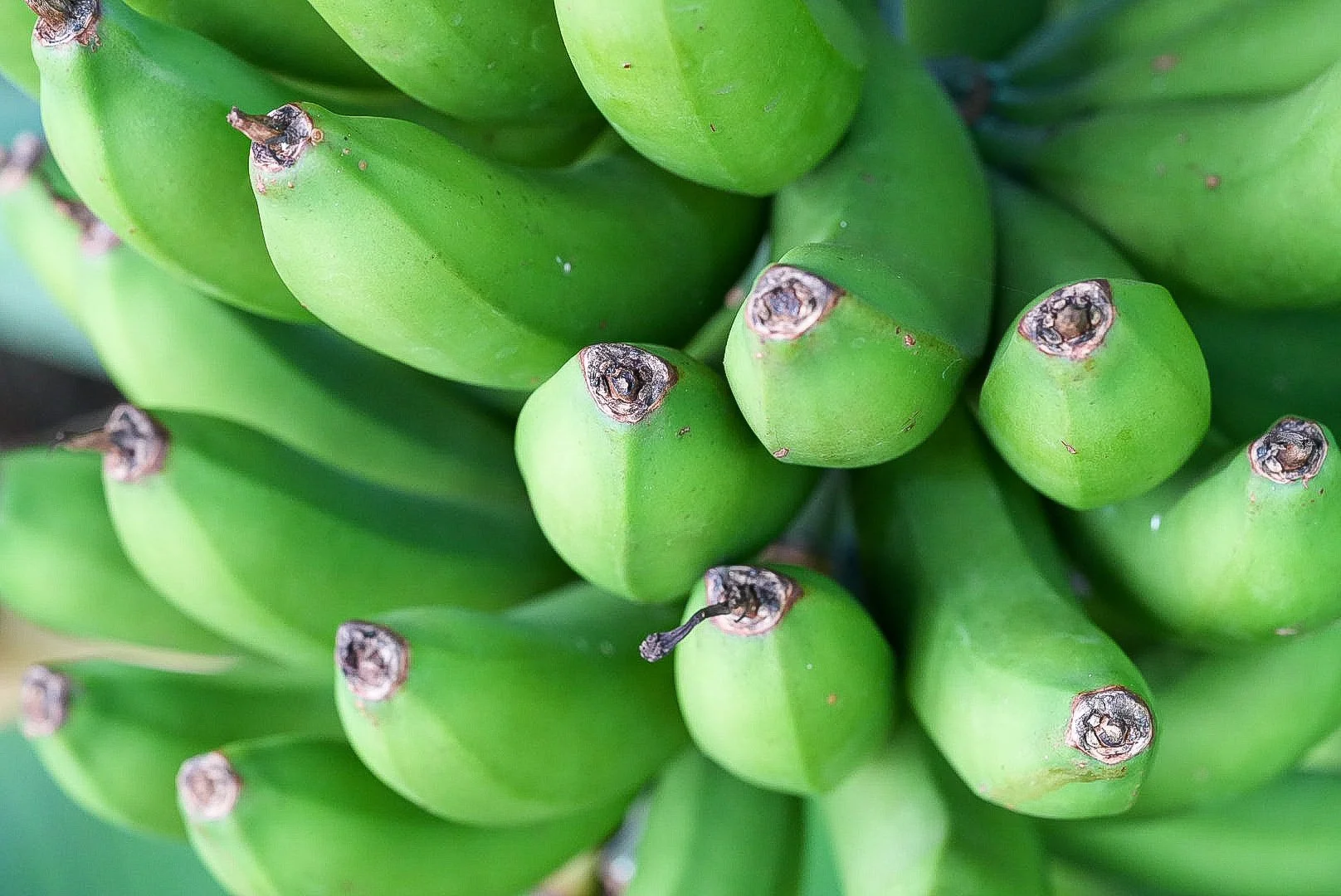 Makrofotografie einer Bananenstaude