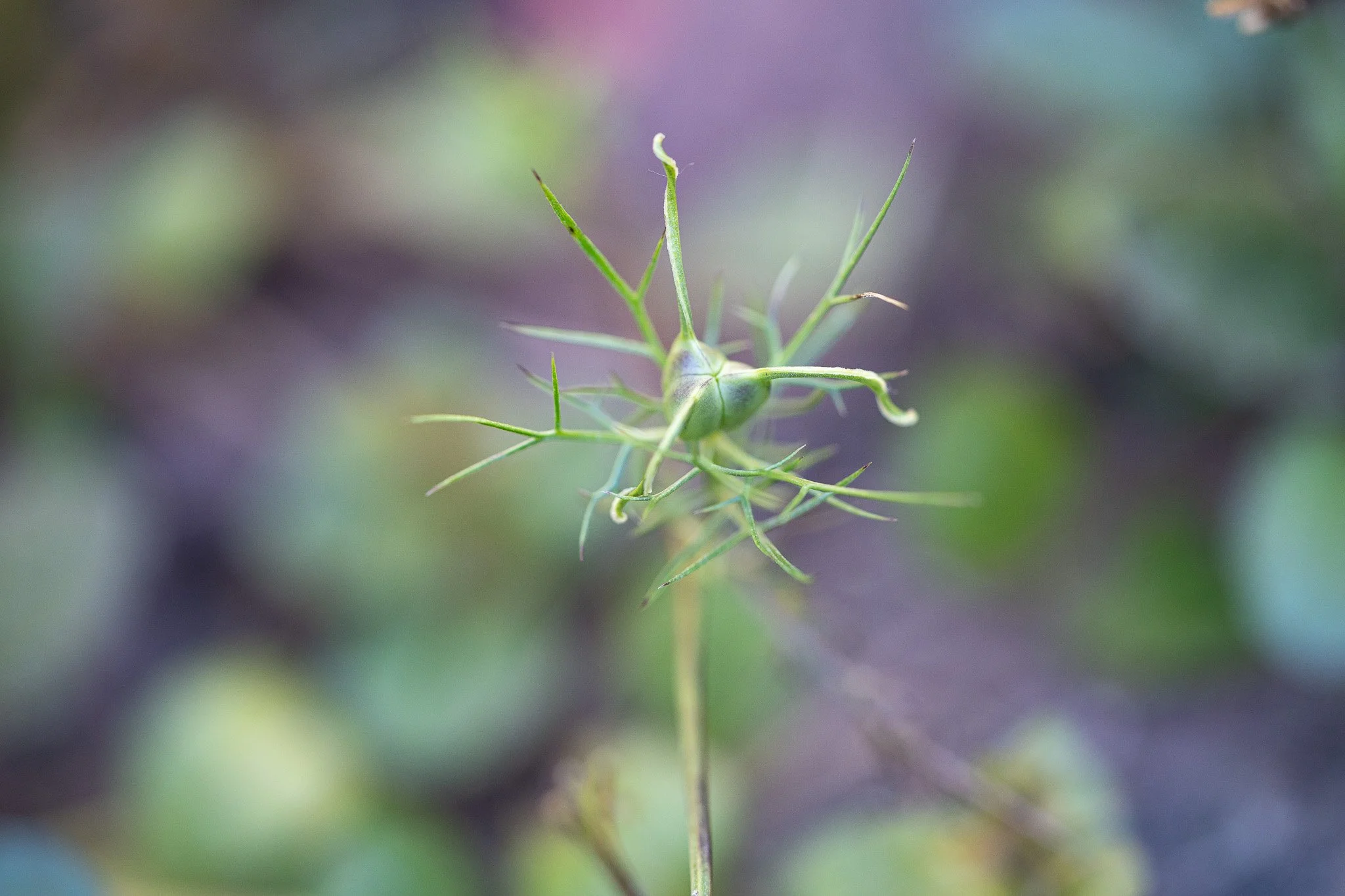 Makrofotografie einer Pflanze mit grünen und violetten Blüten, unscharfer Hintergrund