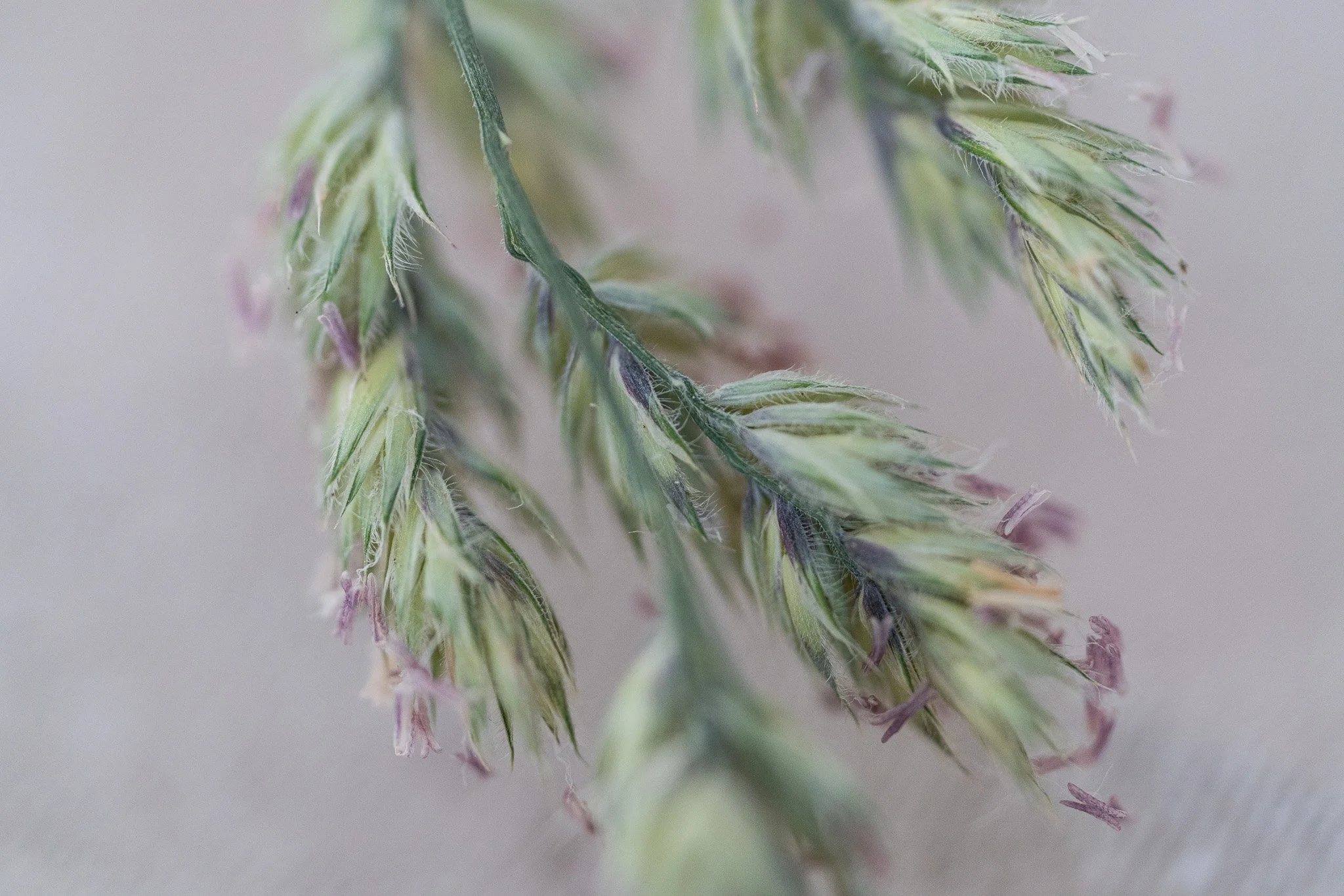 Markoaufnahme einer bunten Pflanze, Naturfotografie